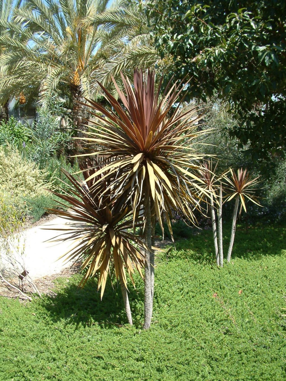 Average Interest Rate >> Cordyline 'Red Star' Average Interest Rate >> Cordyline 'Red Star'