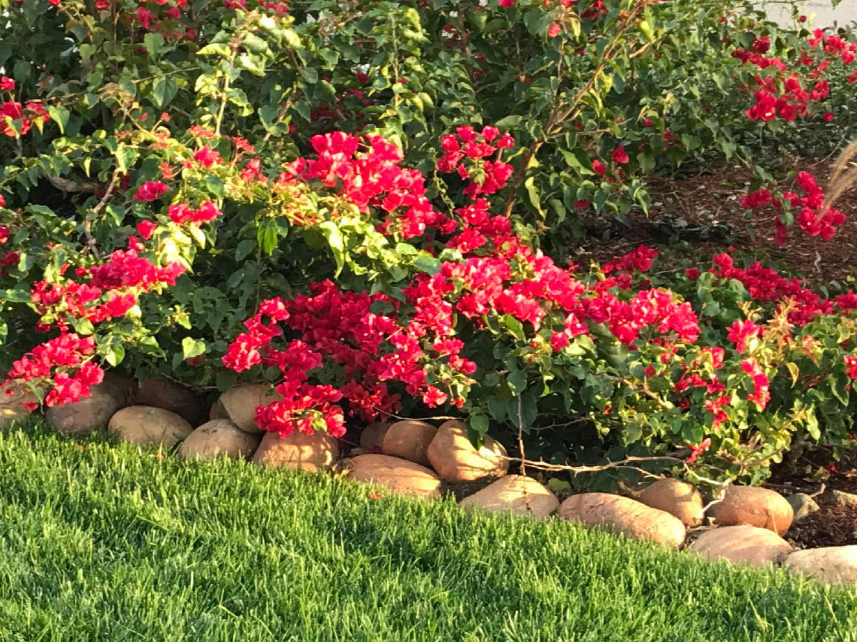 Bougainvillea �La Jolla�