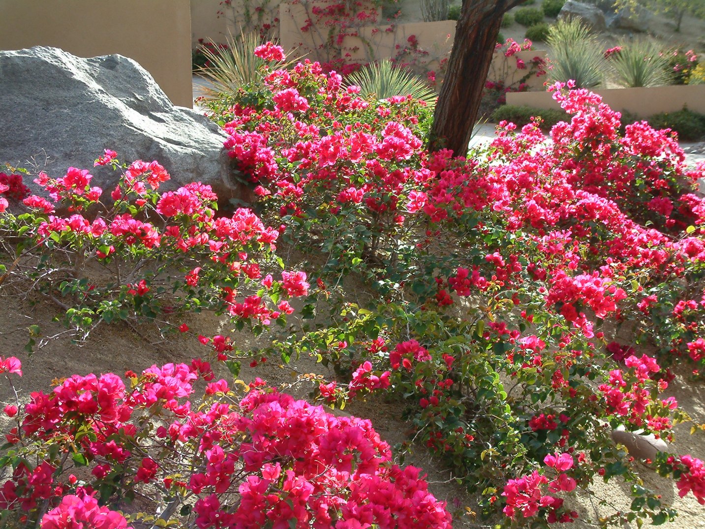 Bougainvillea La Jolla 