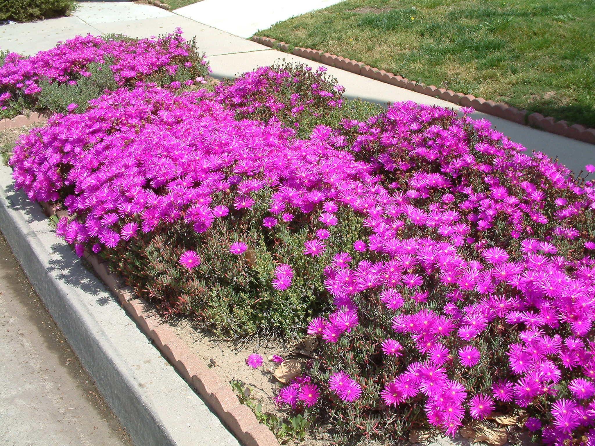 Lampranthus spectabilis, trailing ice plant Comes in many