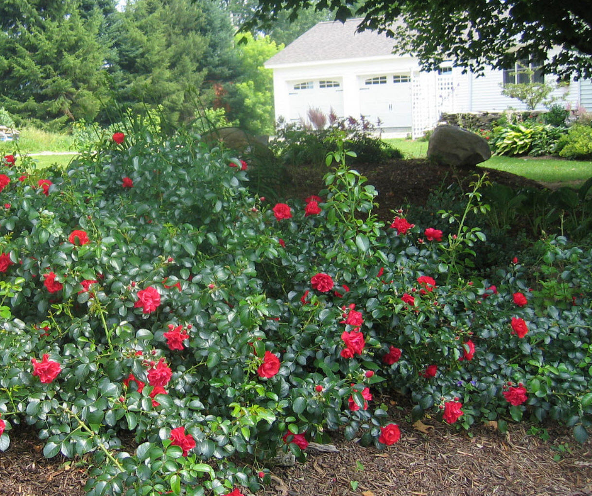 Rosa Flower Carpet Scarlet Scarlet Flower Carpet Rose Plantmaster