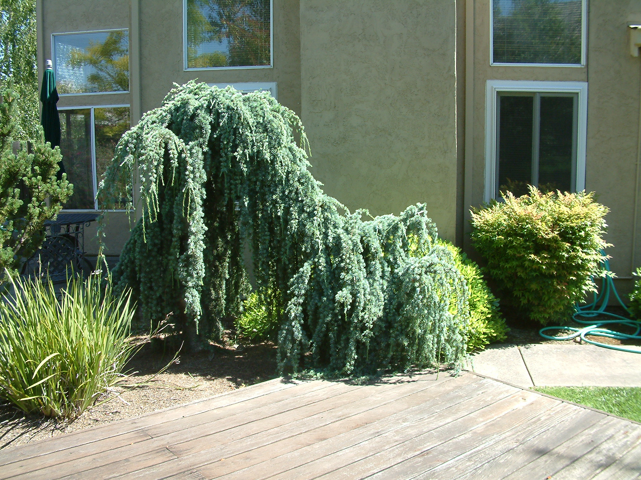 Cedrus atlantica 'Glauca Pendula'