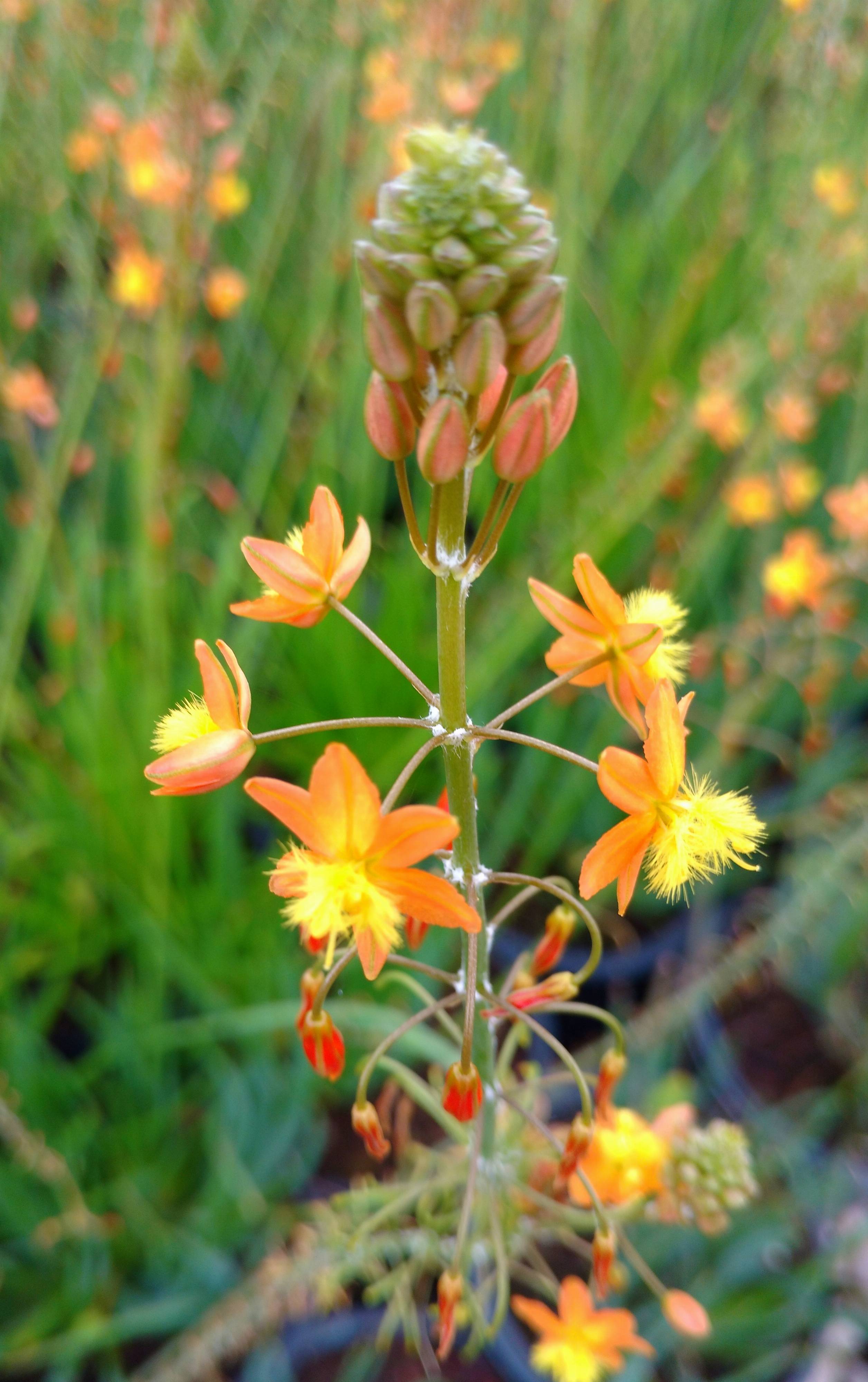 Bulbine frutescens ‘Tiny Tangerine™’