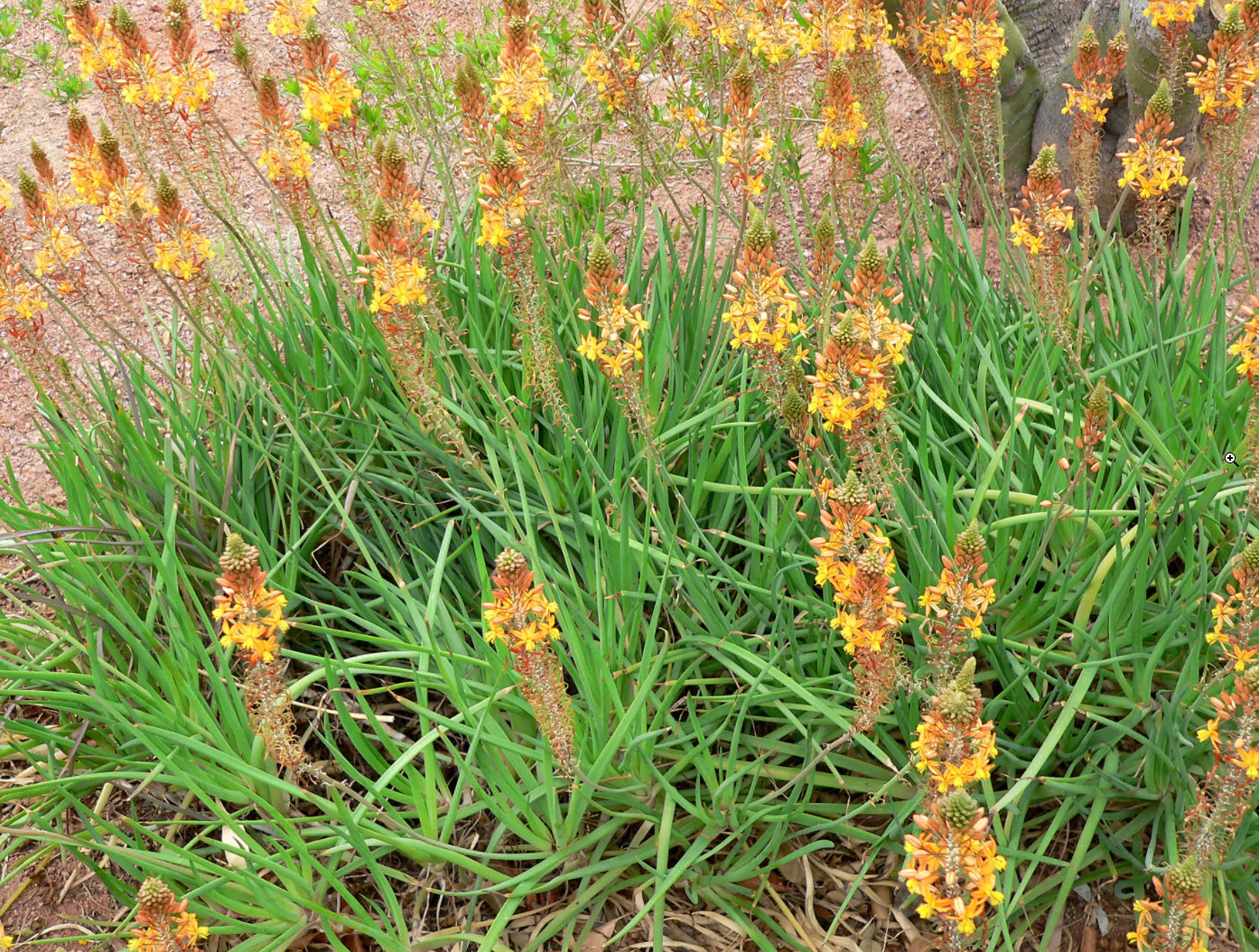 Bulbine frutescens ‘Tiny Tangerine™’