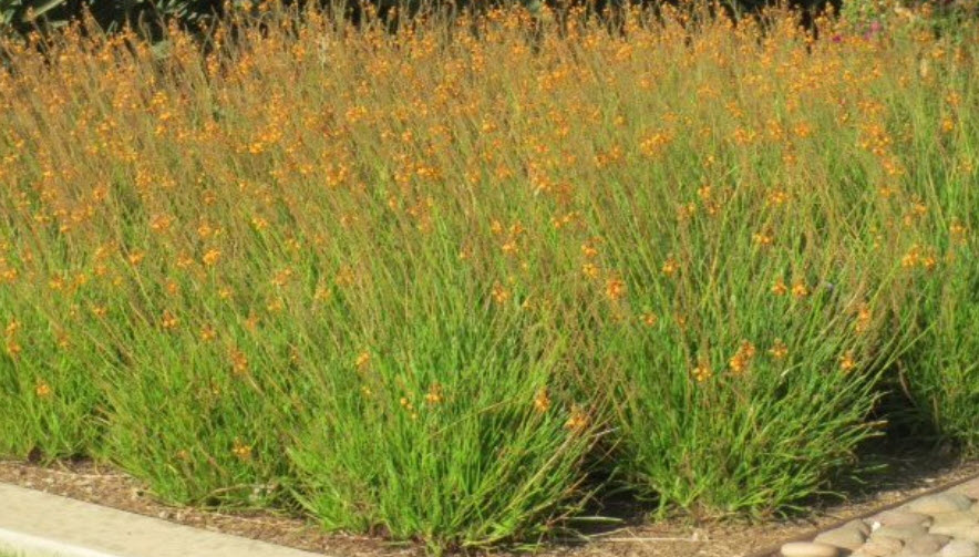 Bulbine frutescens ‘Tiny Tangerine™’