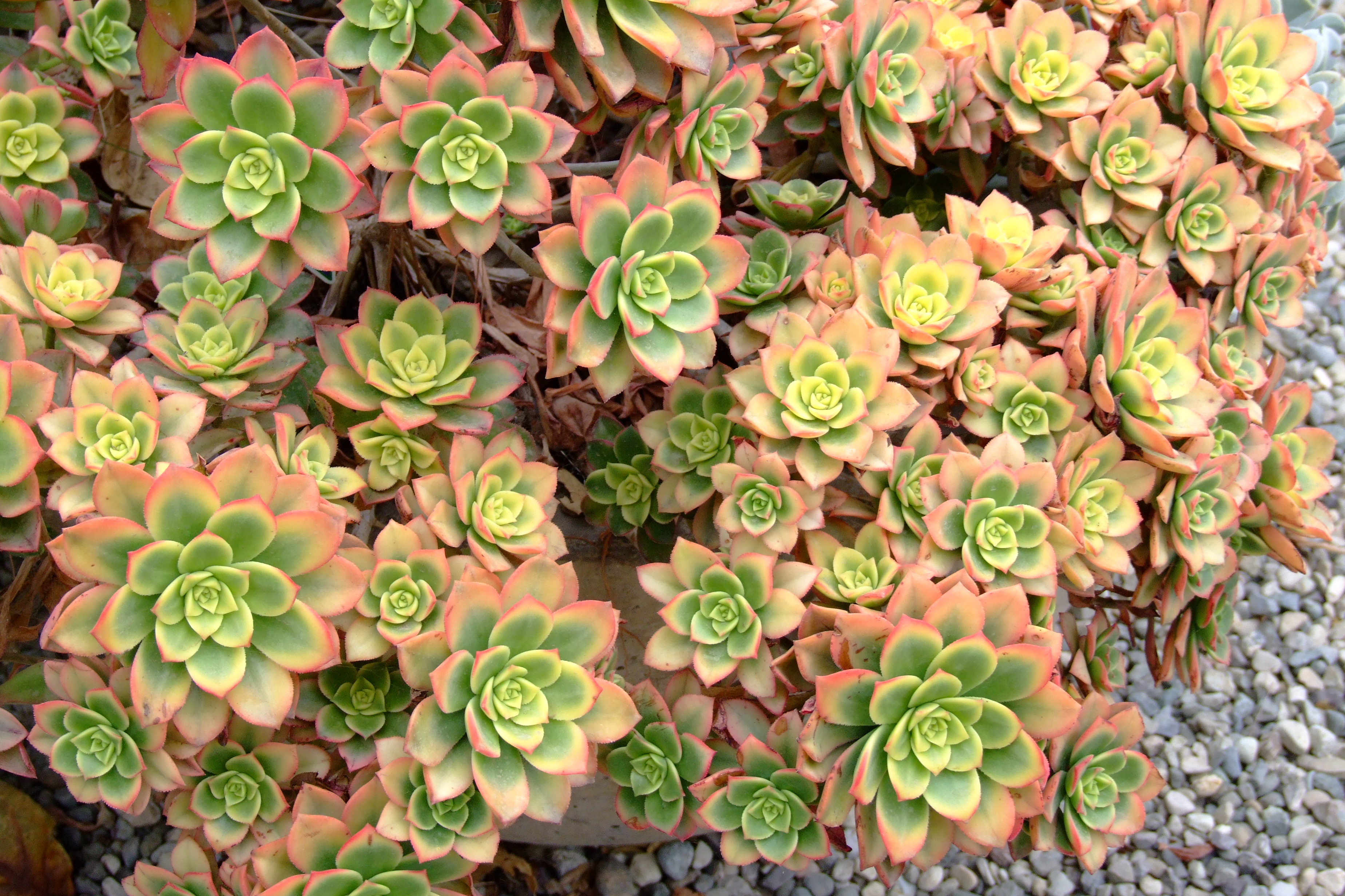 aeonium kiwi