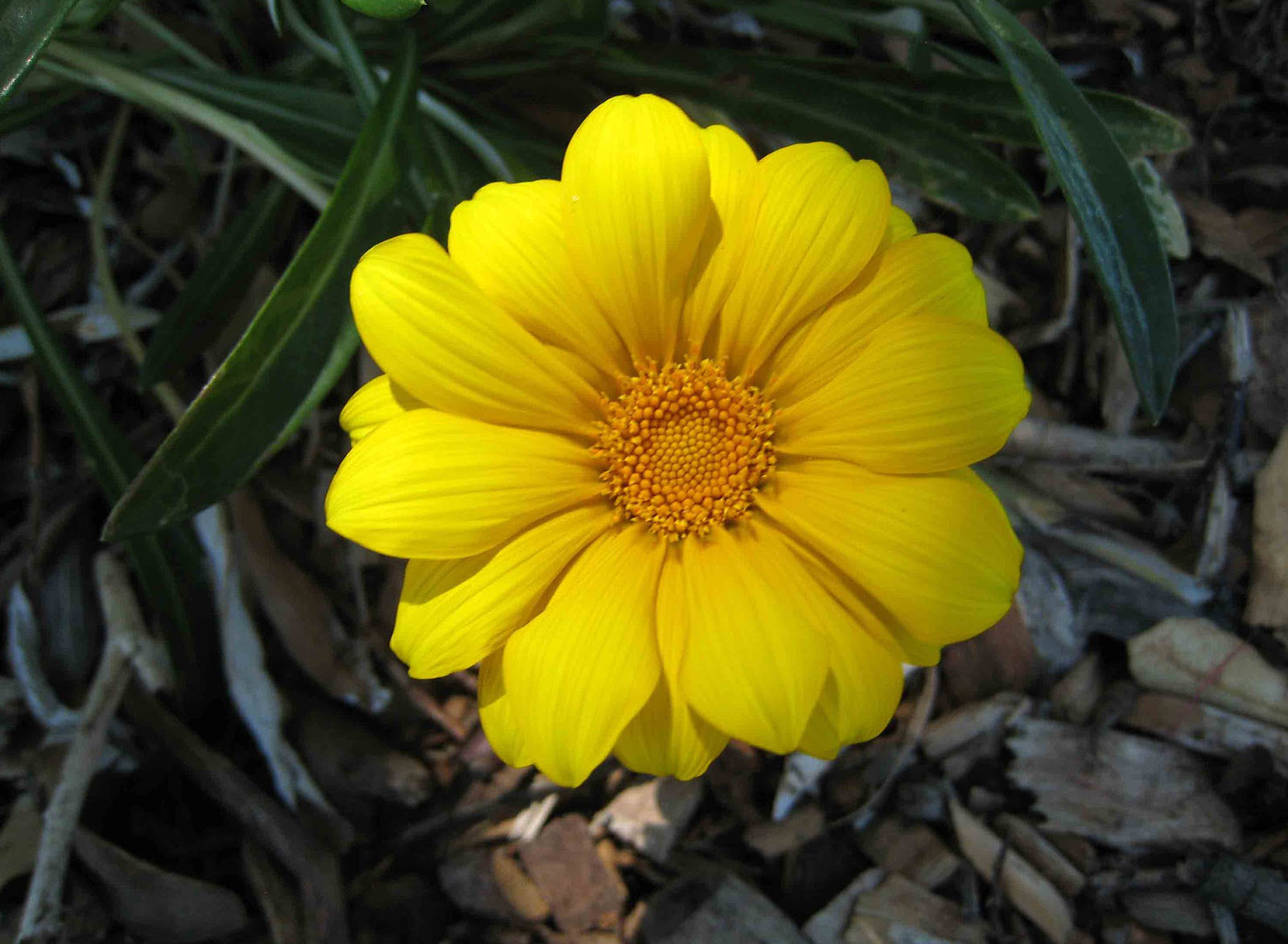 Gazania rigens leucolaena