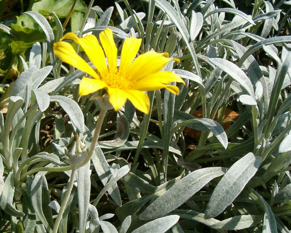 Gazania rigens leucolaena