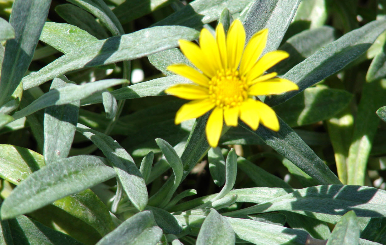 Gazania rigens leucolaena