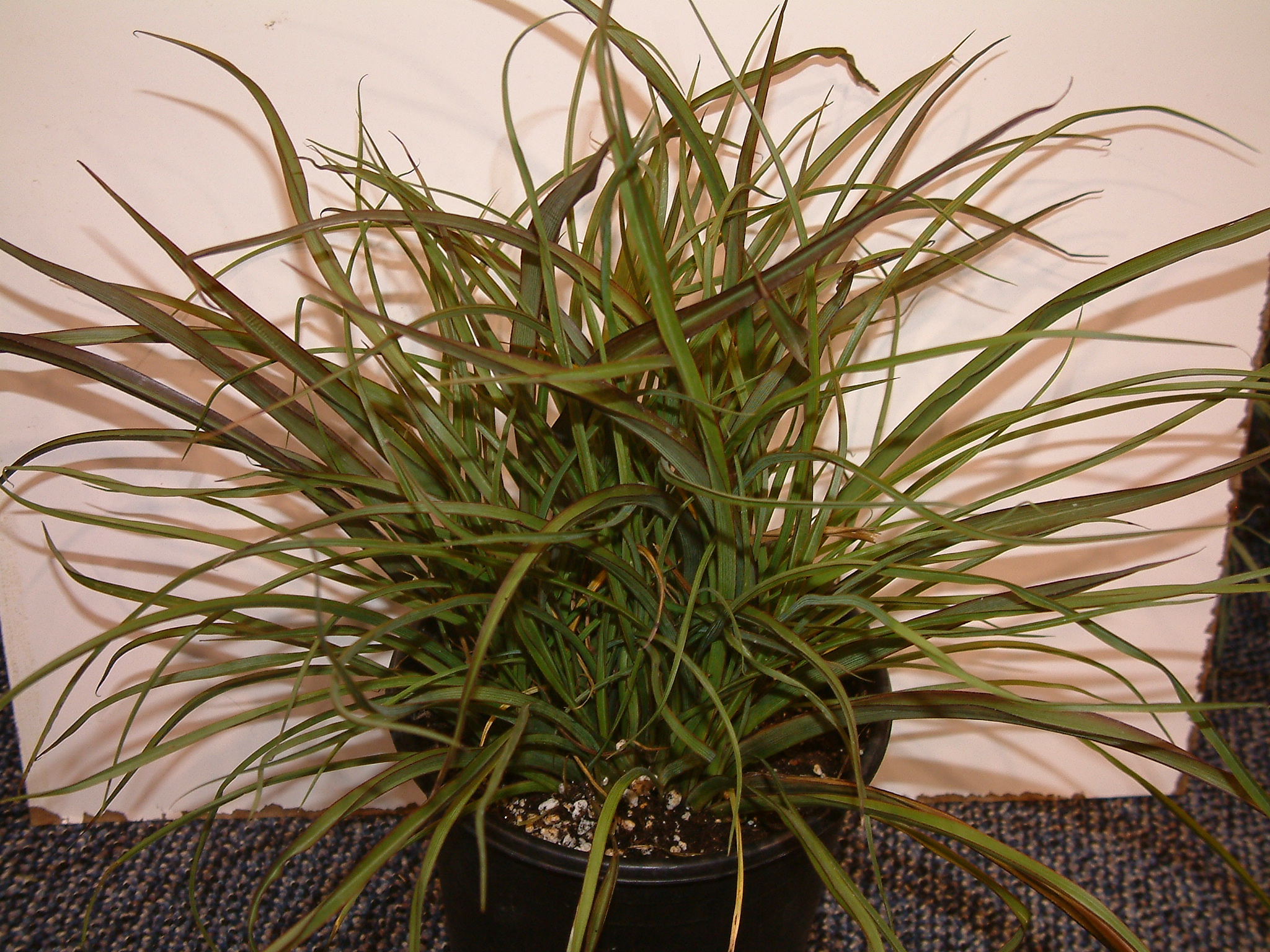 Phormium 'Tom Thumb'