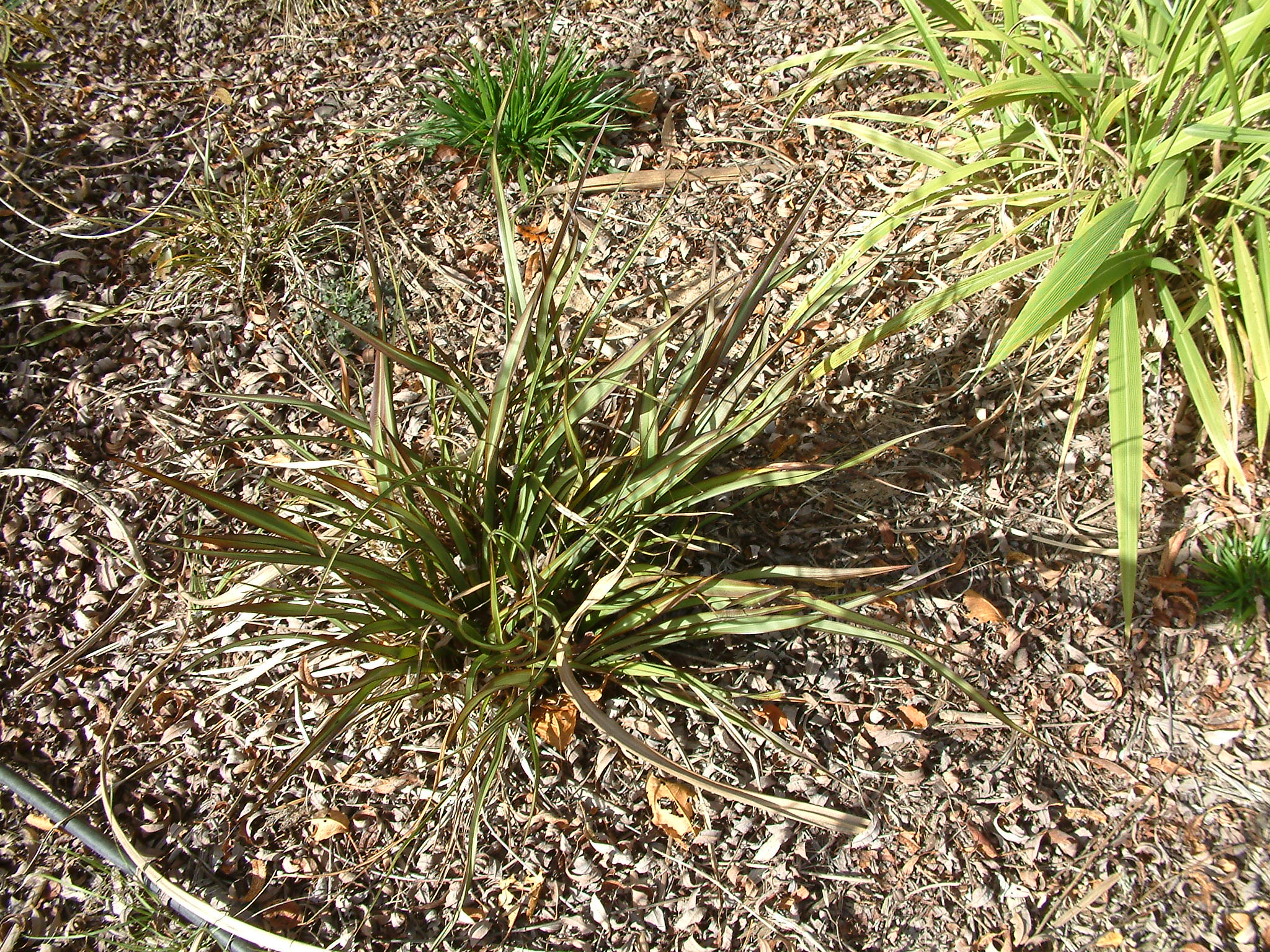 Phormium 'Tom Thumb'