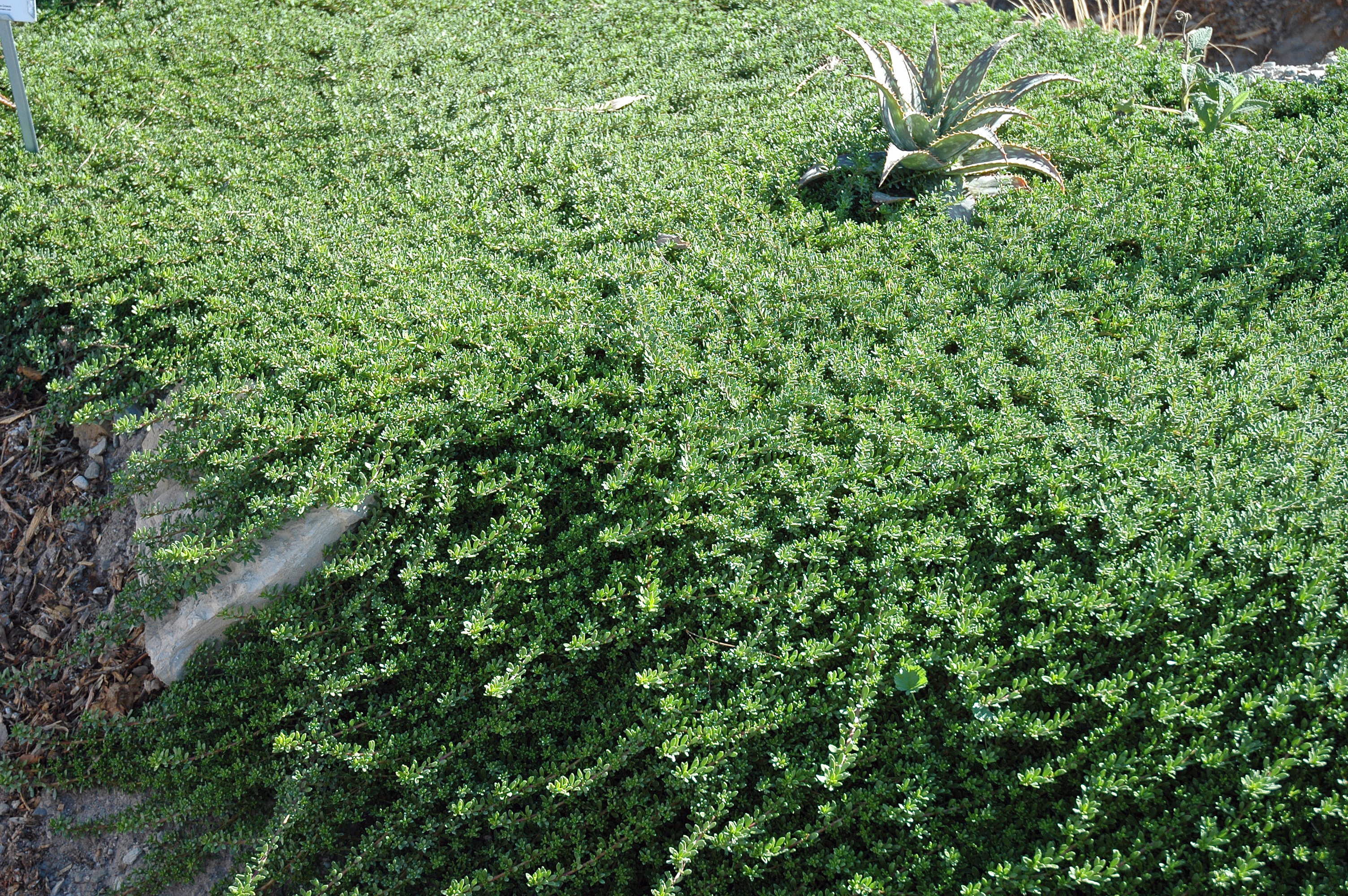 Myoporum parvifolium