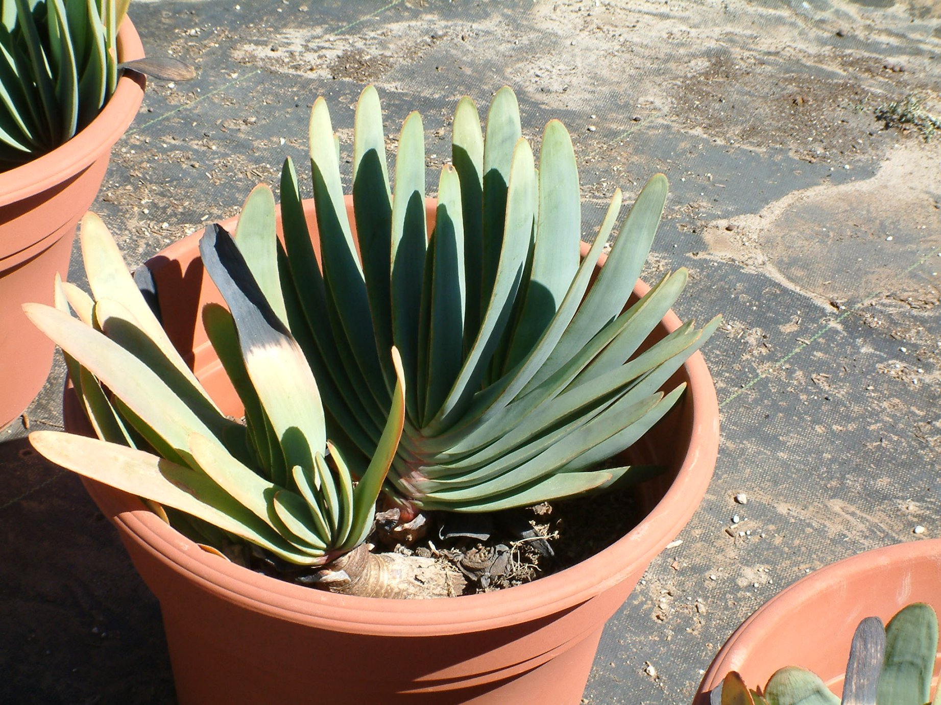 How To Delete Duplicate Photos In Photo Library On Mac How To Delete Duplicate Photos In Photo Library On Mac