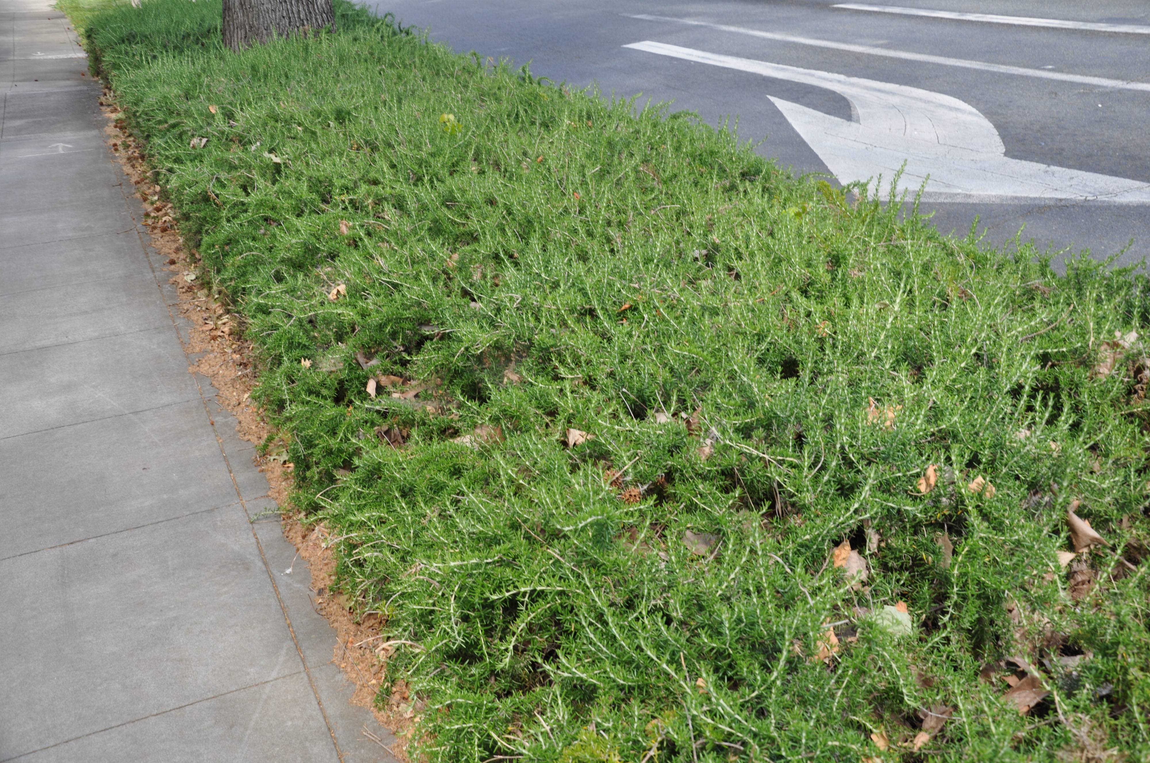 Rosmarinus officinalis 'Prostratus'
