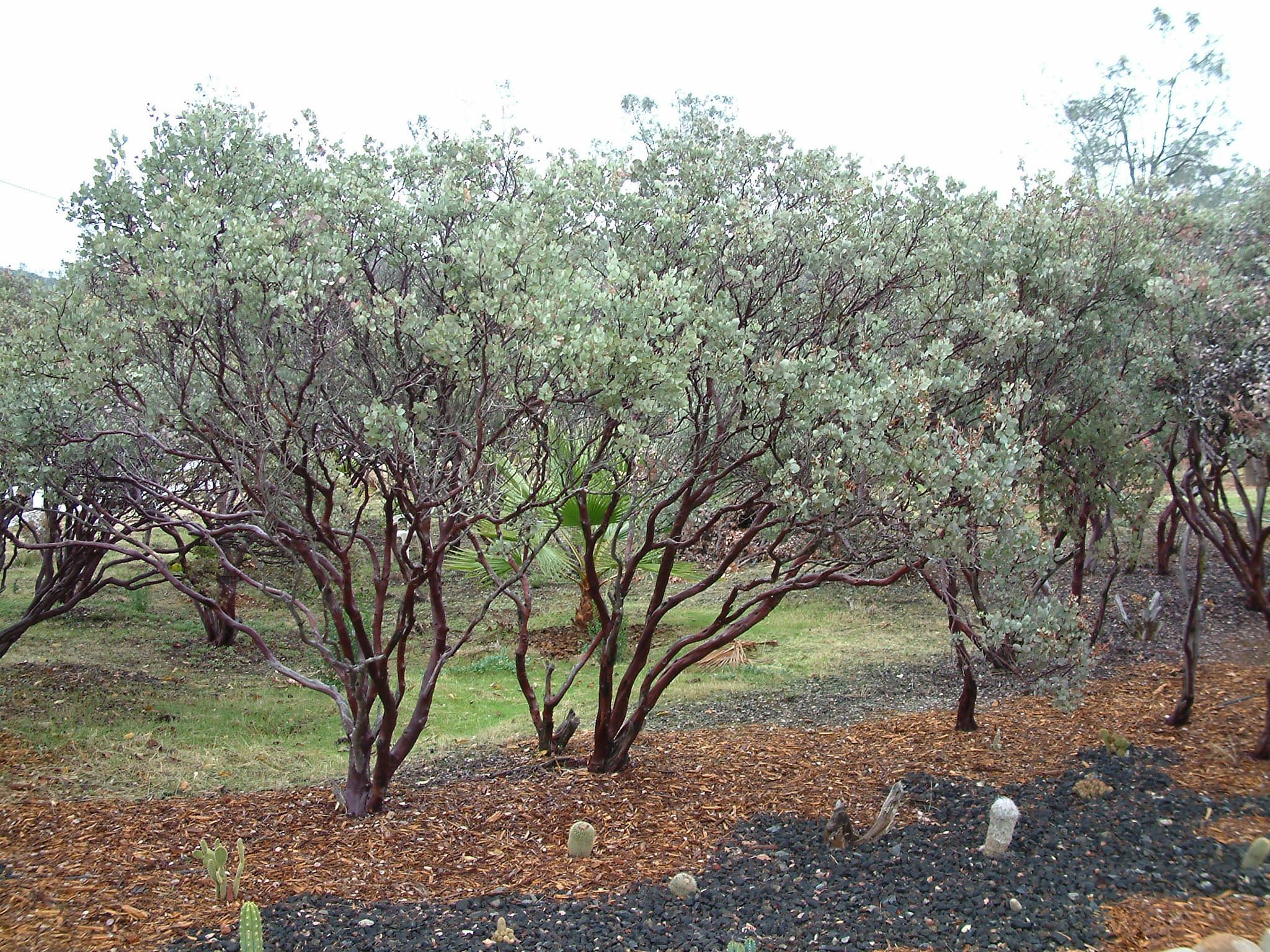 Arctostaphylos bakeri 'Louis Edmunds'
