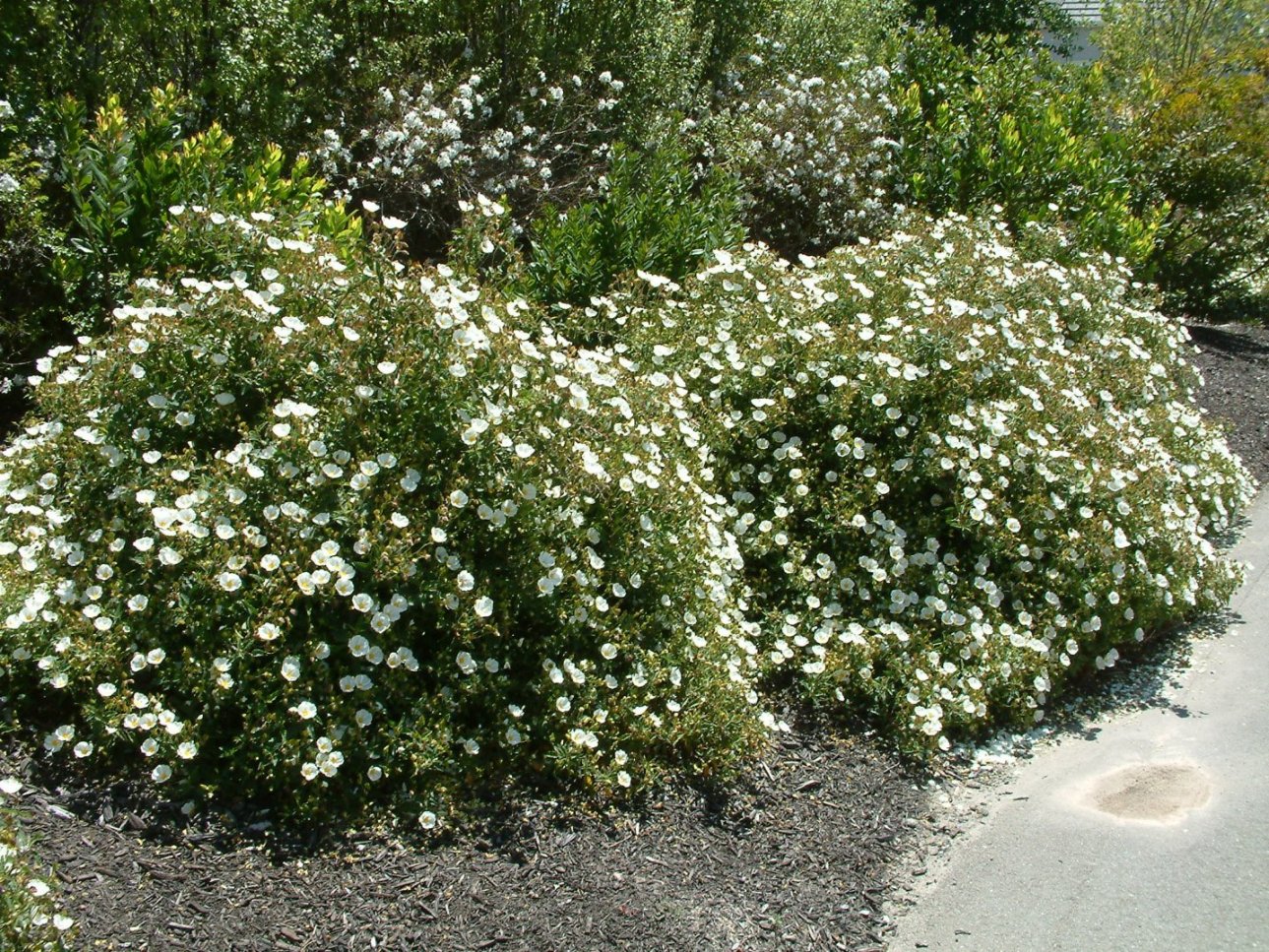 Cistus X Hybridus Cistus X Hybridus White Rockrose