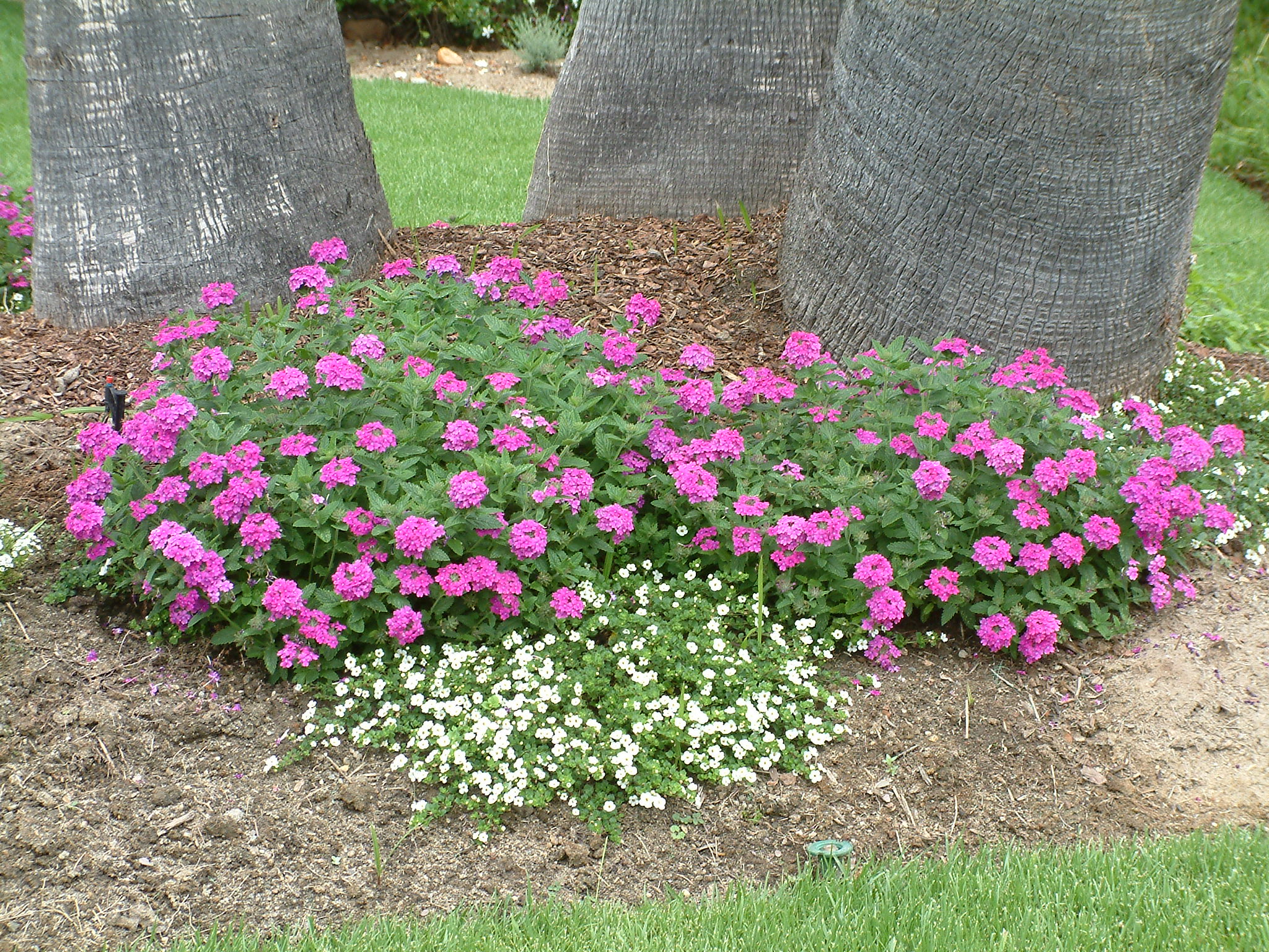 verbena peruviana cv preparing cv