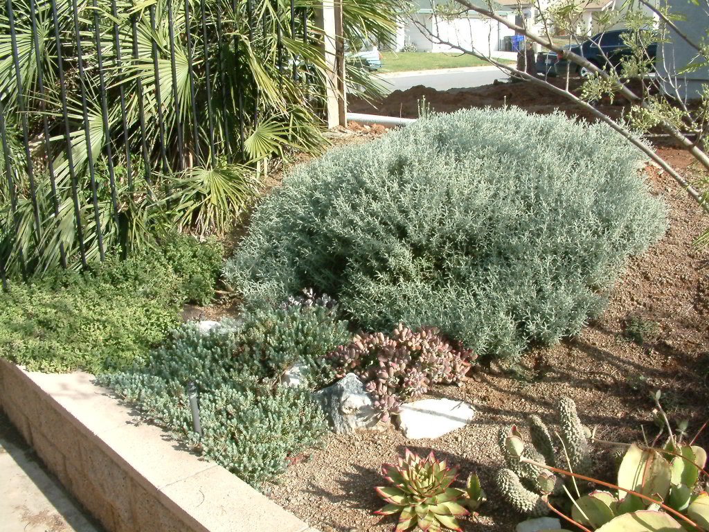 Calocephalus Brownii