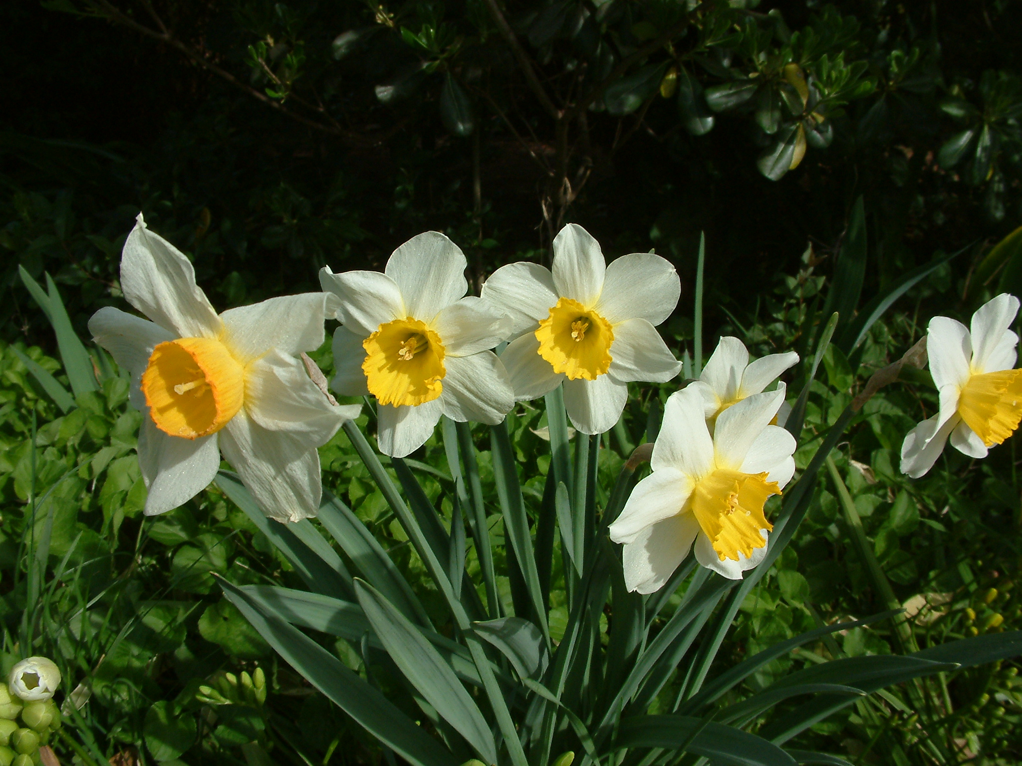 Narcissus Assorted Varieties