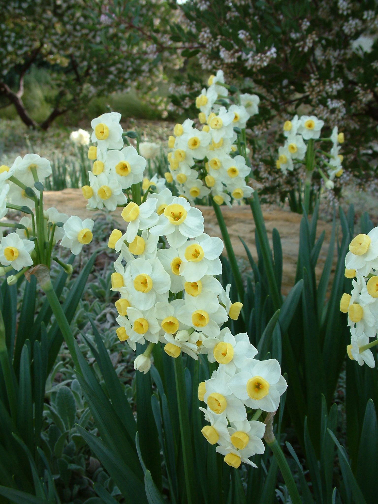 Narcissus Assorted Varieties