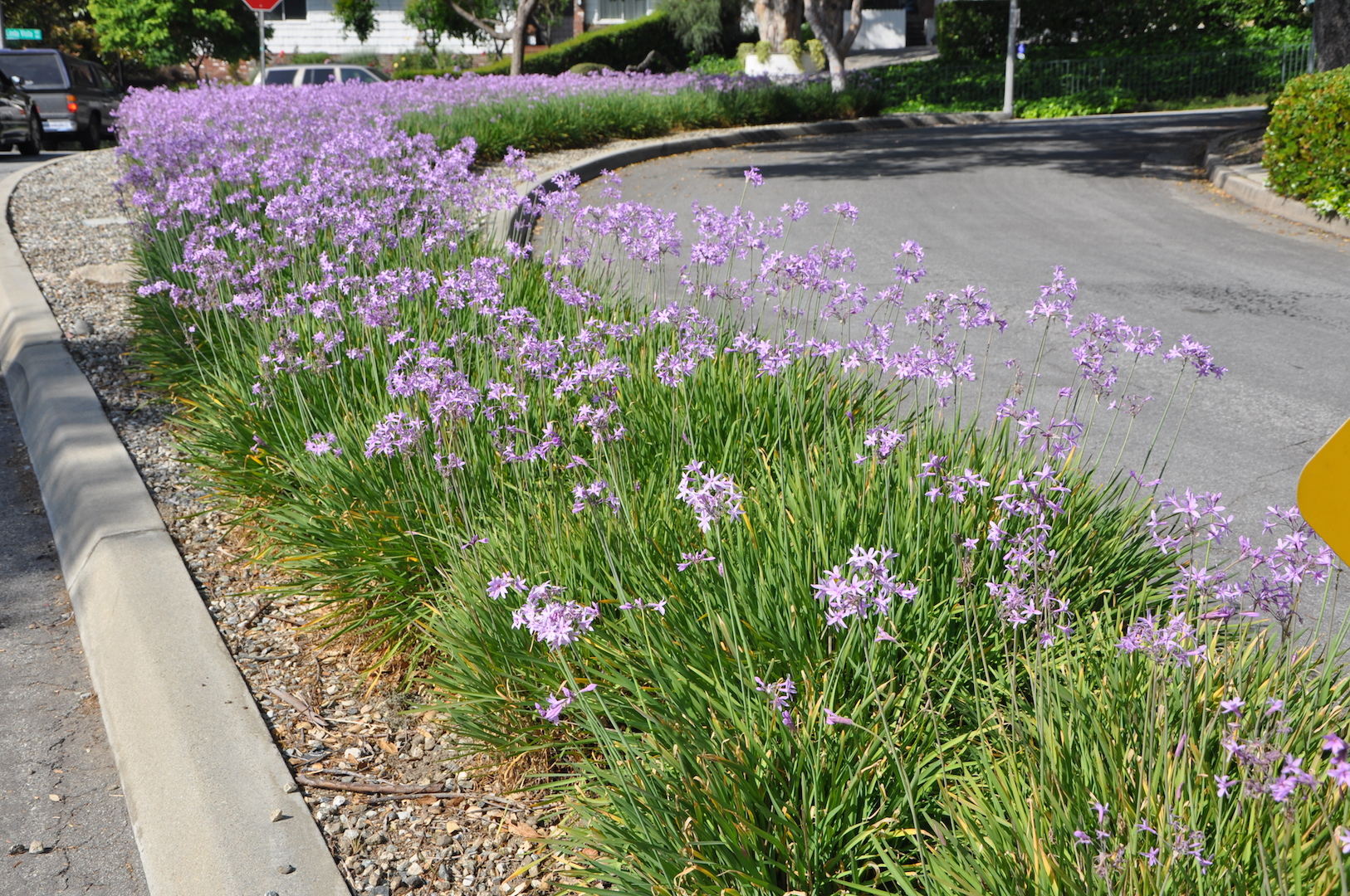 tulbaghia violacea tulbaghia violacea