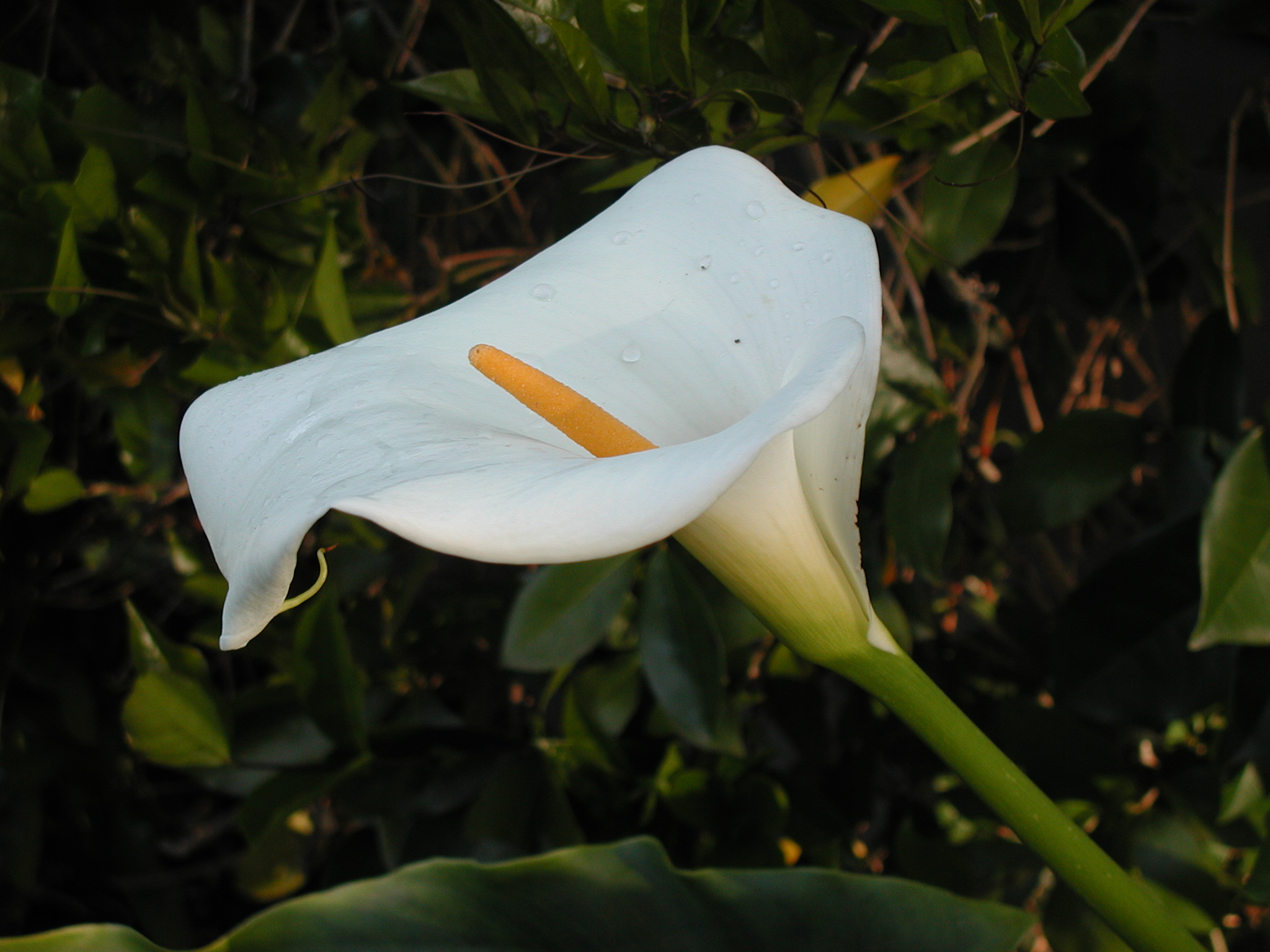 Zantedeschia aethiopica