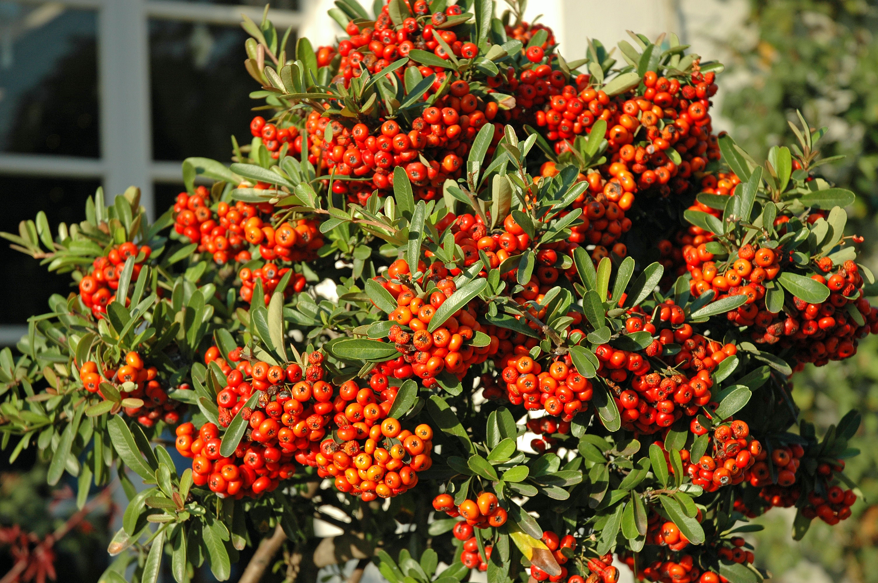 Pyracantha coccinea