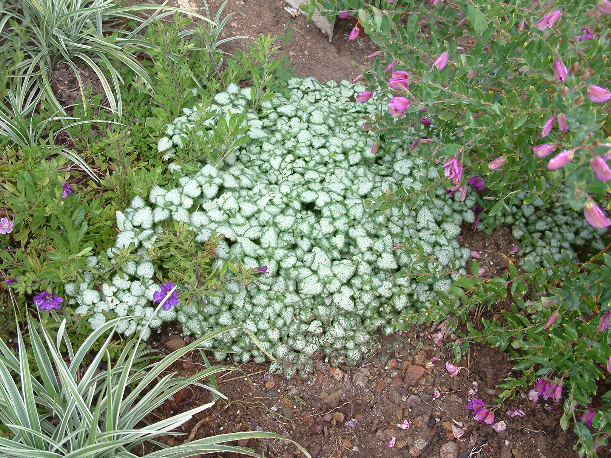 Lamium Maculatum White Nancy Test