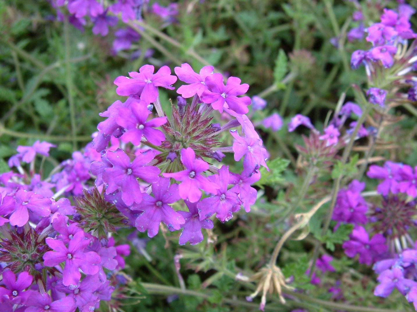 Verbena 'Homestead Purple'