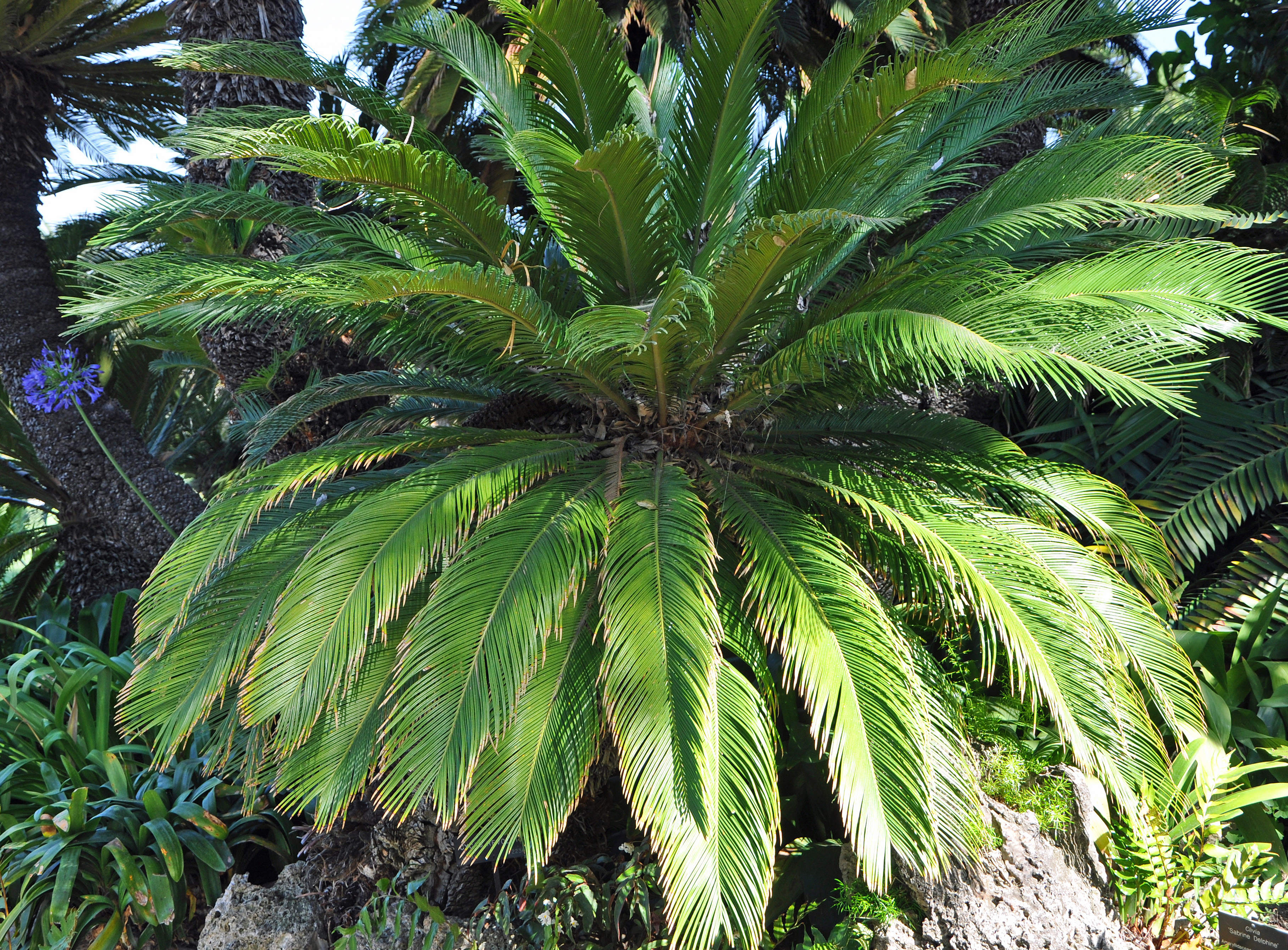 Cycas revoluta