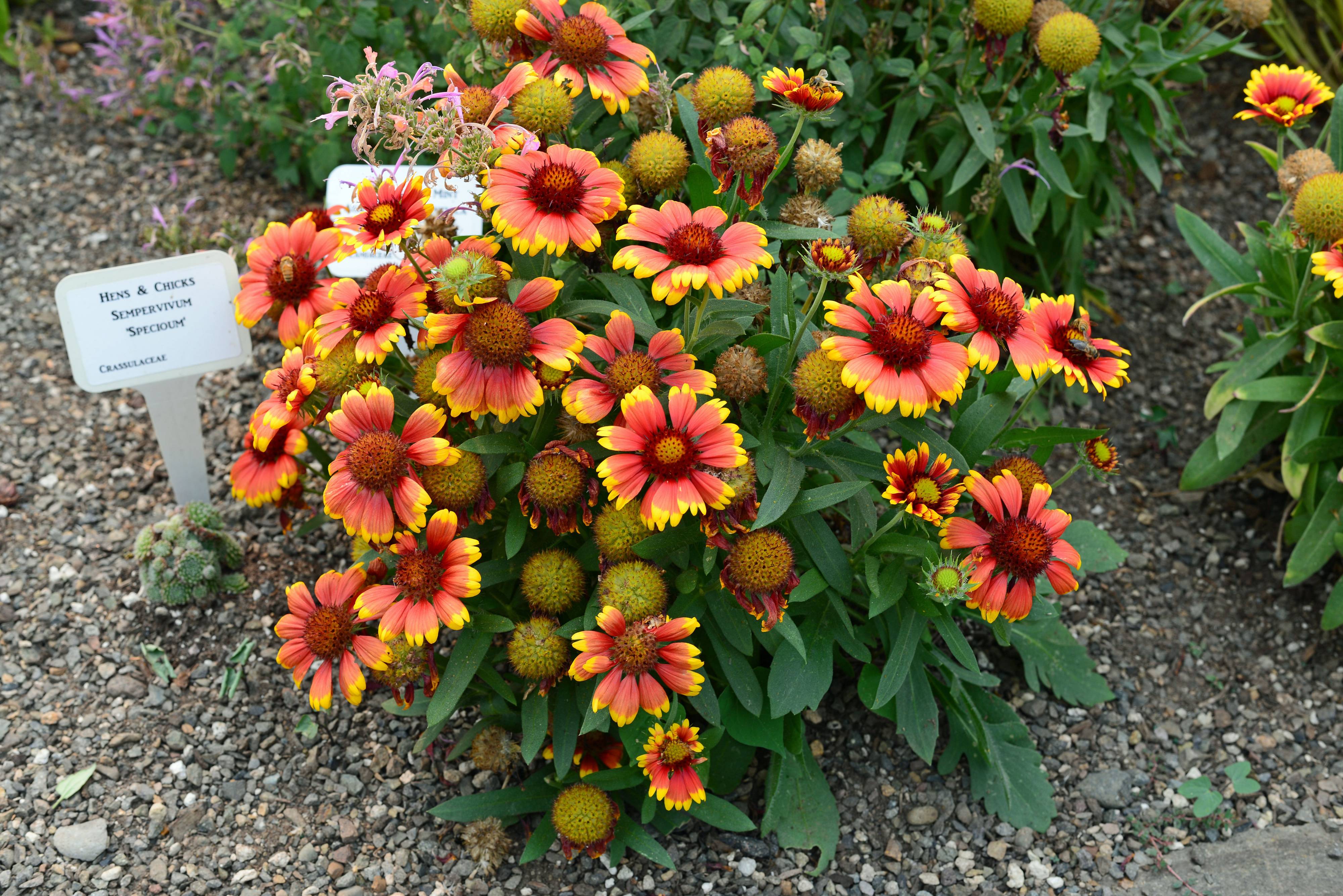 Gaillardia ari. 'Arizona Sun'