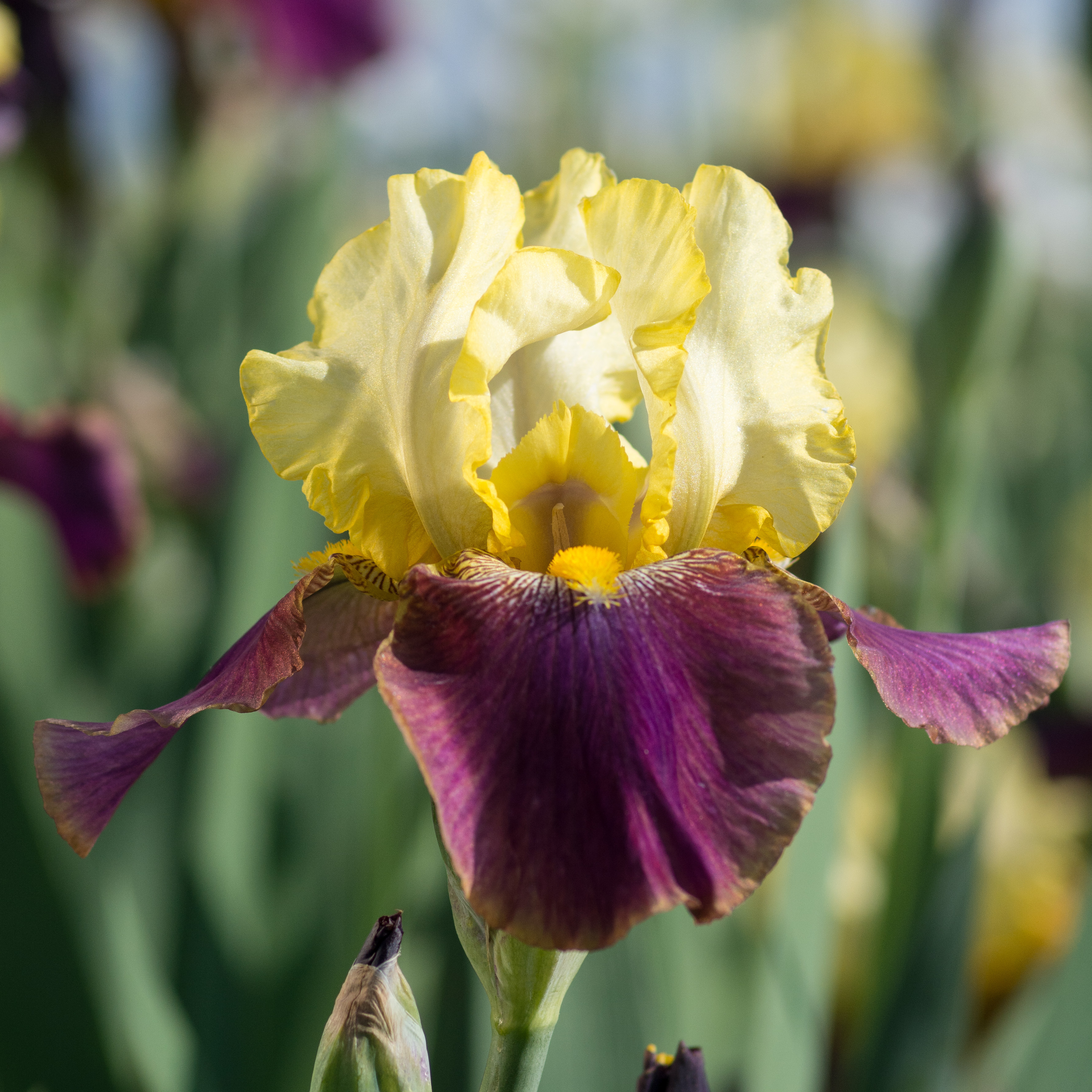 Iris Bearded Blatant Blatant Bearded Iris Plantmaster