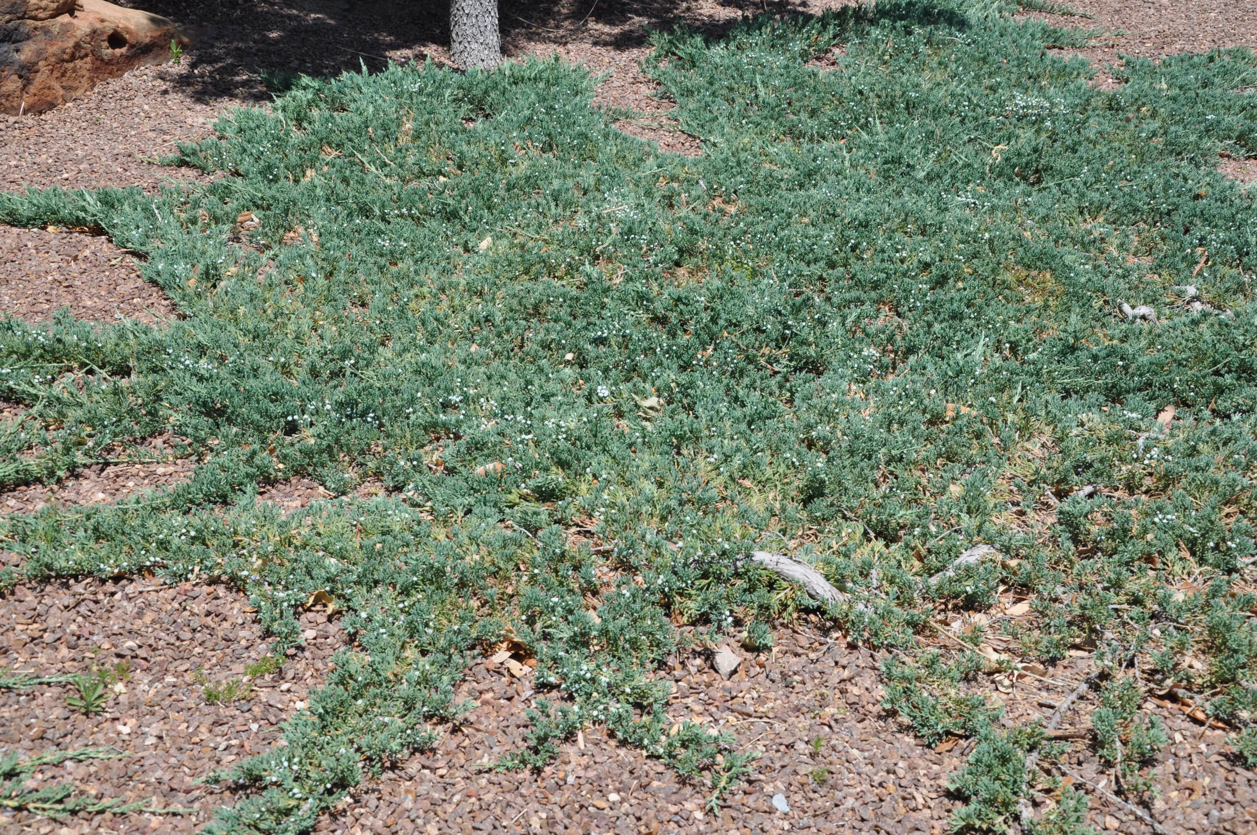 Juniperus Horizontalis Wiltonii Test