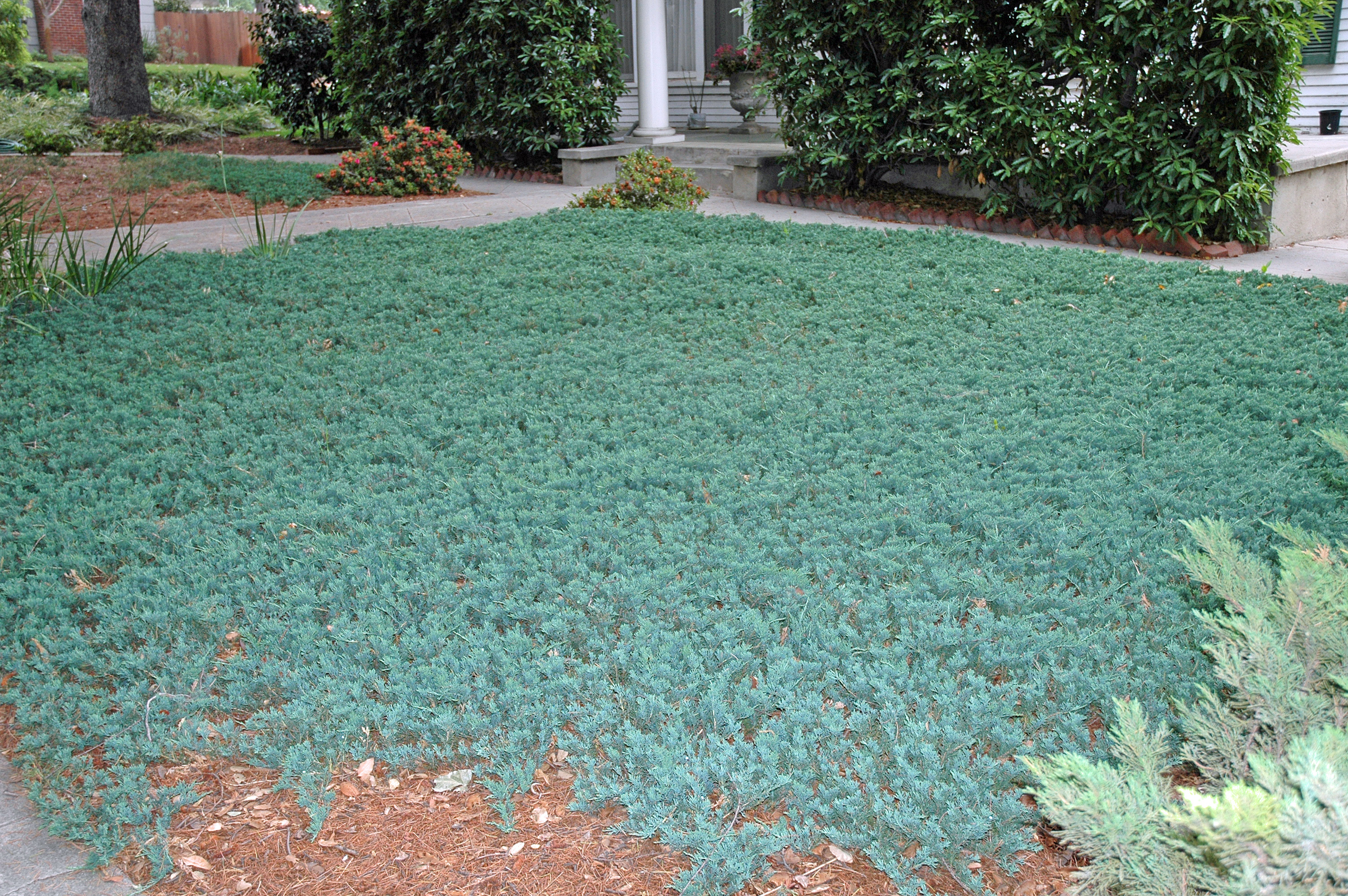 Juniperus Horizontalis Wiltonii Test