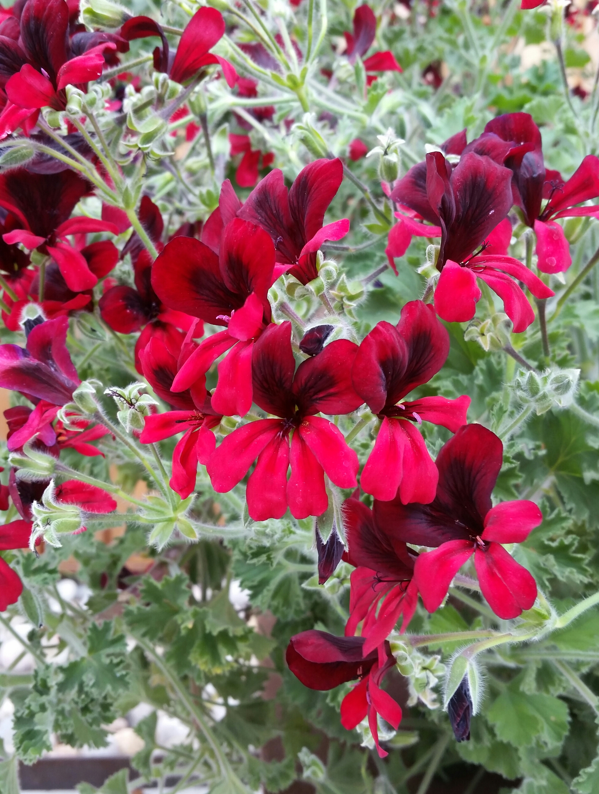 Pelargonium 'Queen of Hearts'