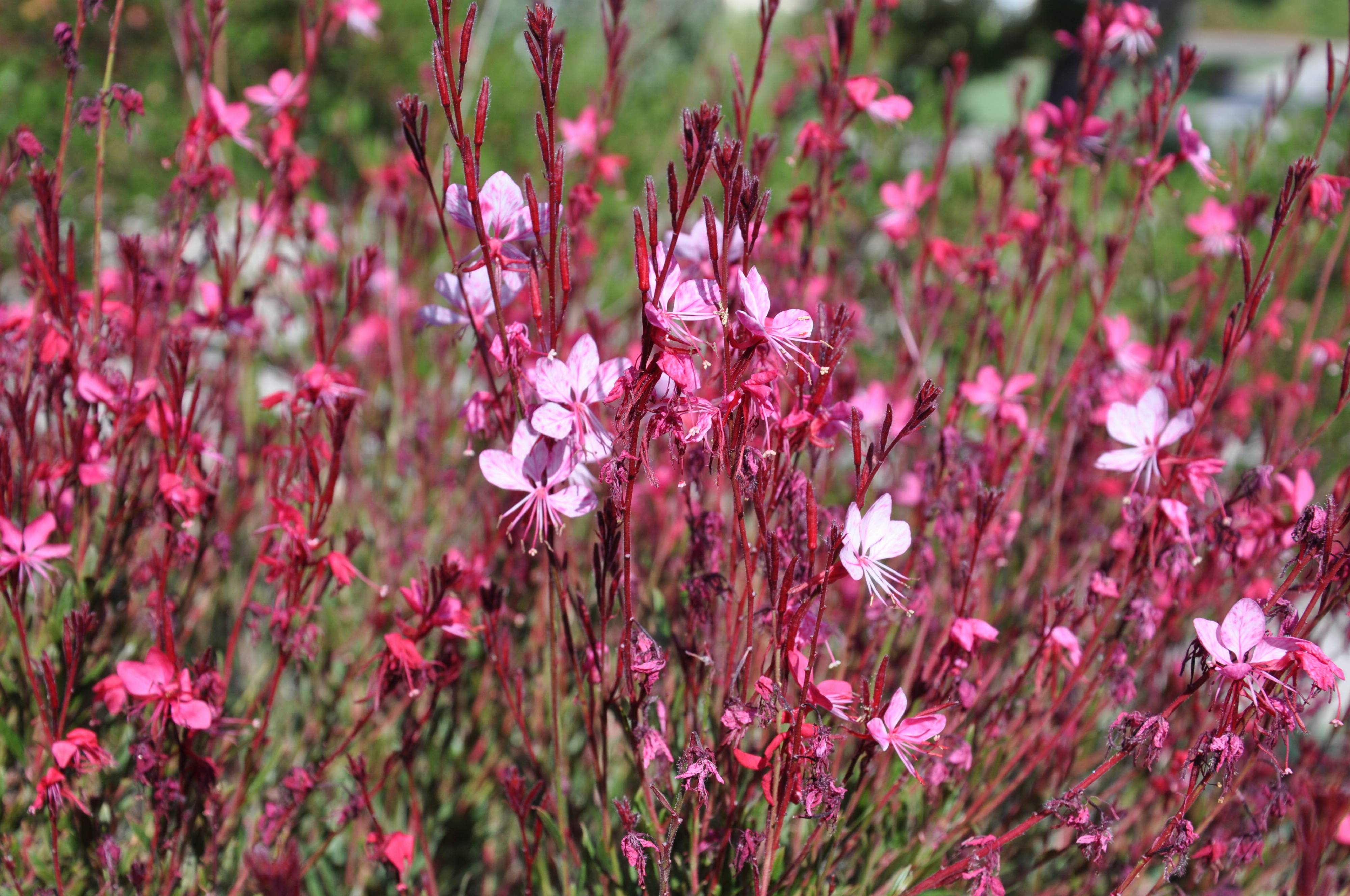 Gaura lindheimeri �Siskiyou Pink�