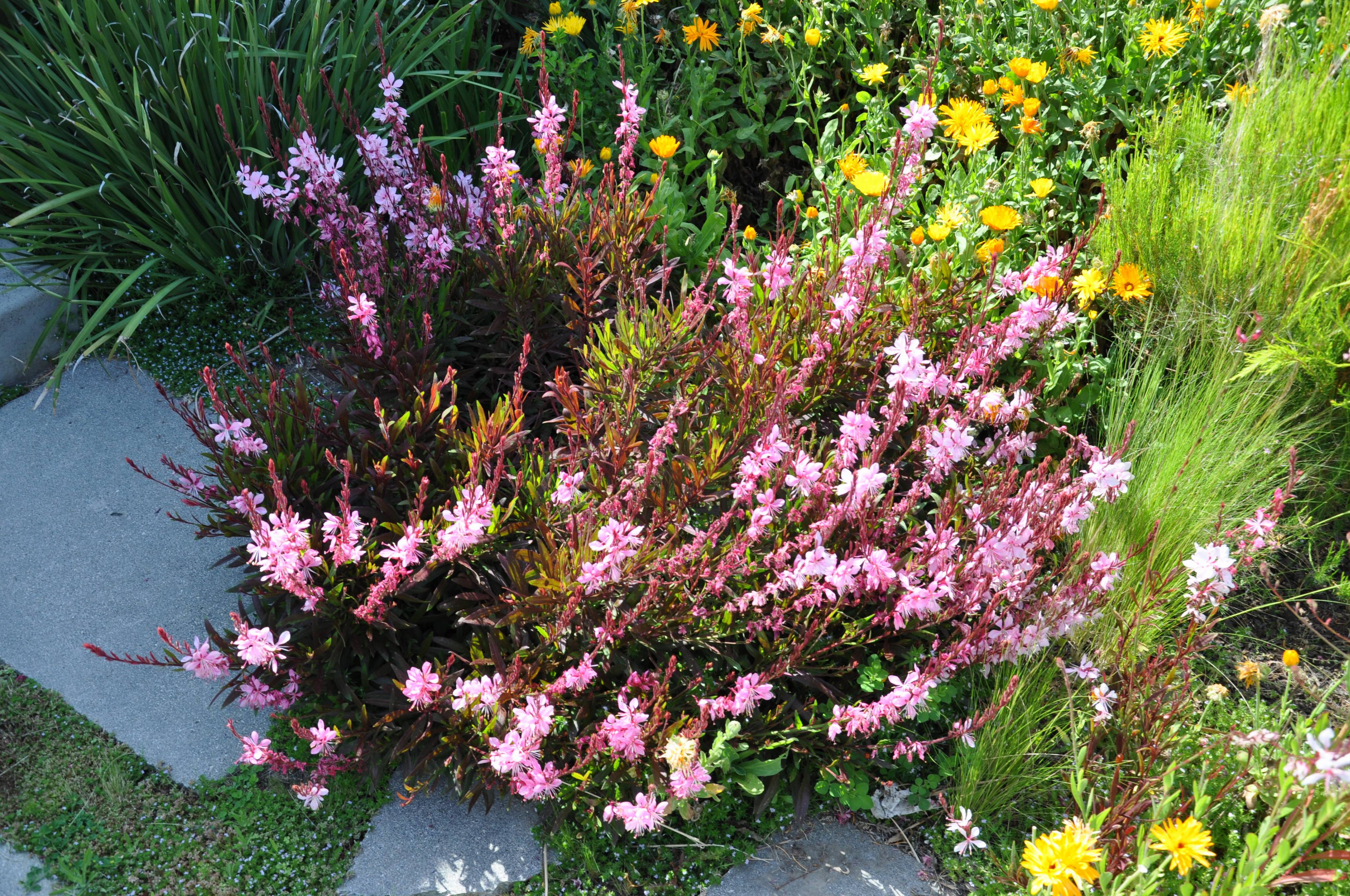 Gaura lindheimeri 'Siskiyou Pink'