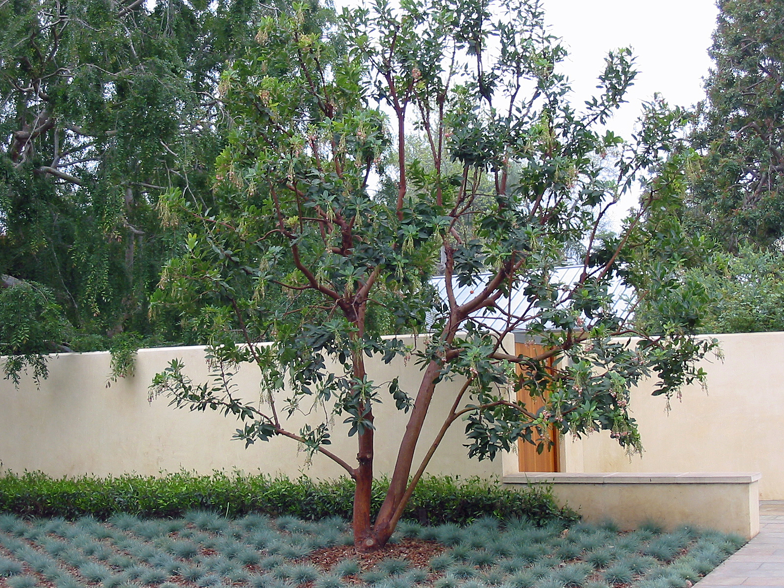 Dark Orange Background Design Arbutus 'Marina'