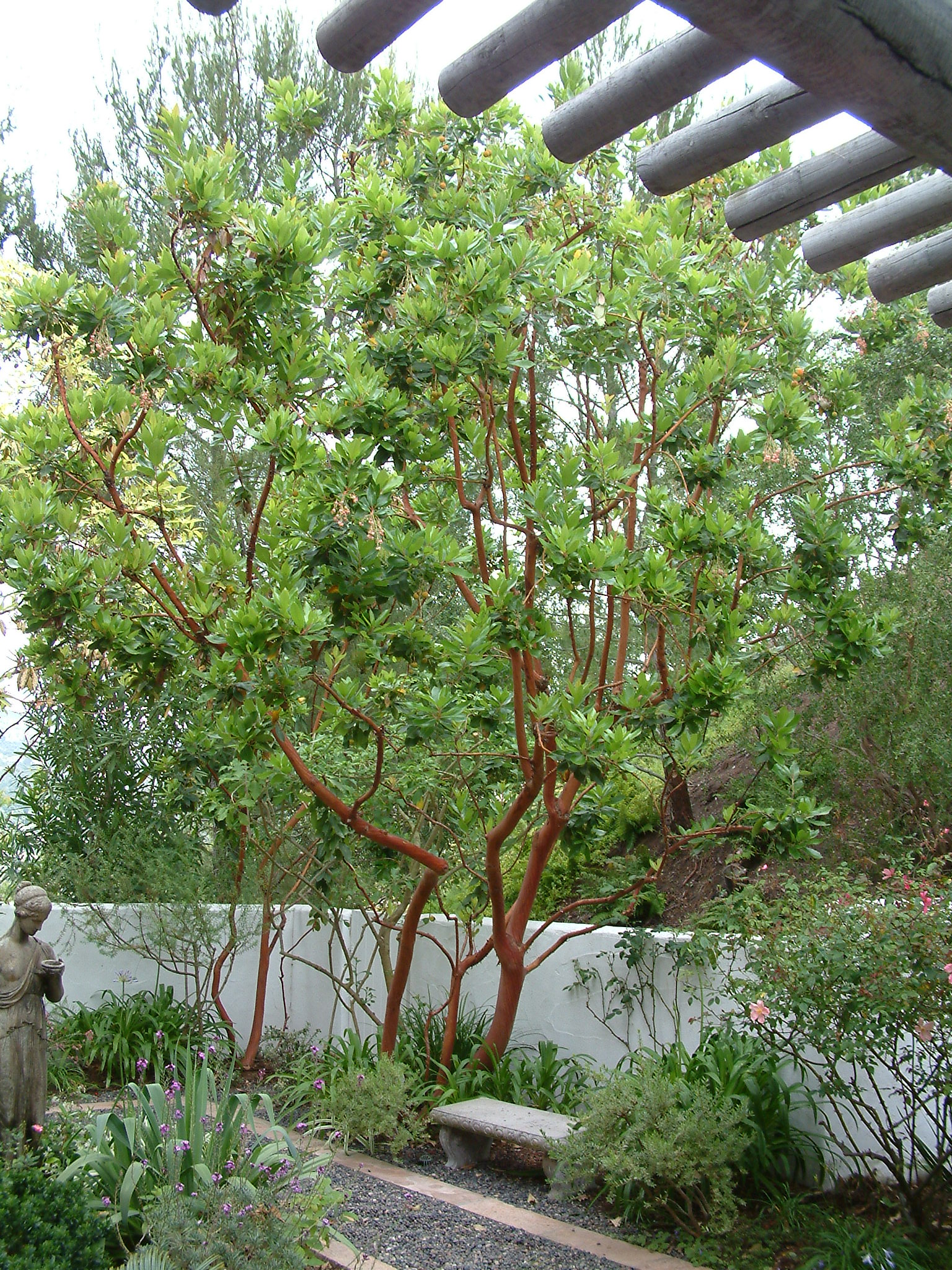 Arbutus 'Marina'