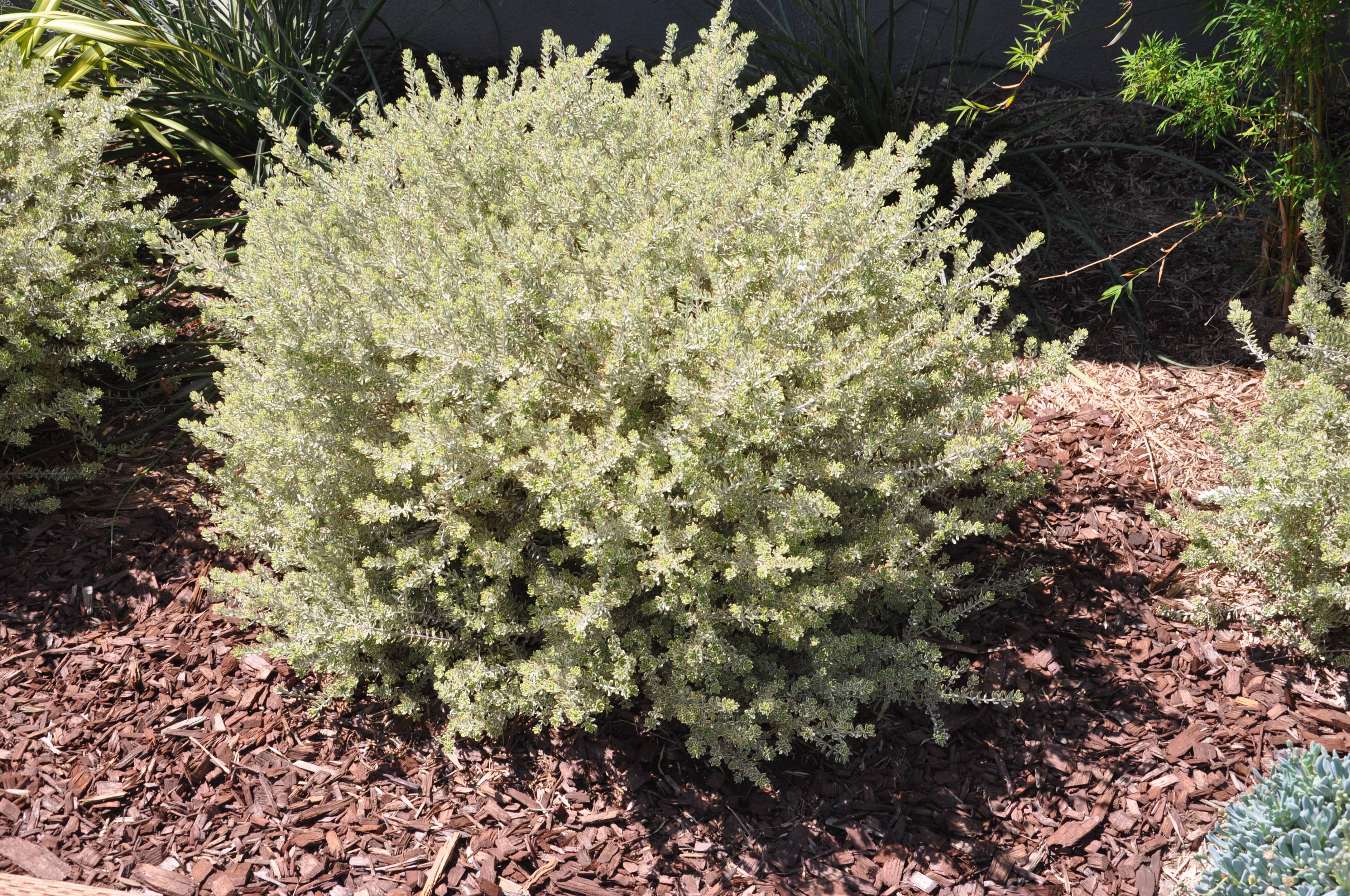 Westringia Fruticosa Morning Light