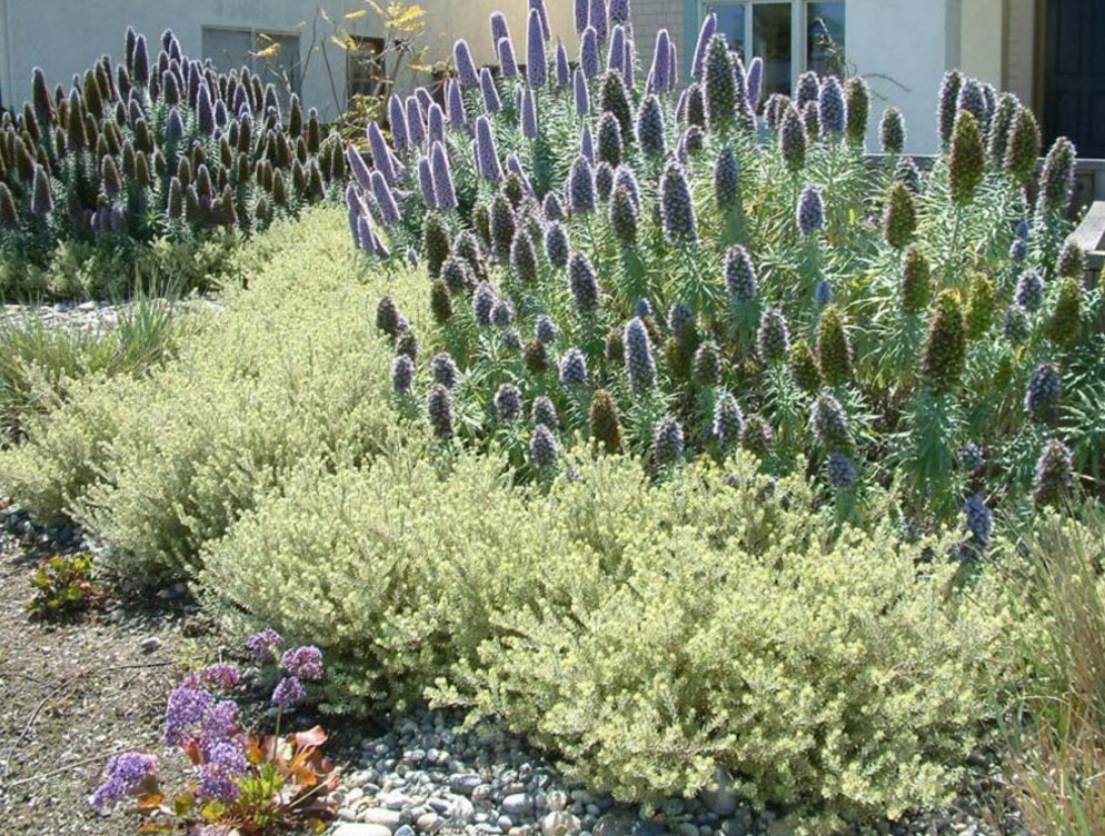 Westringia fruticosa �Morning Light�