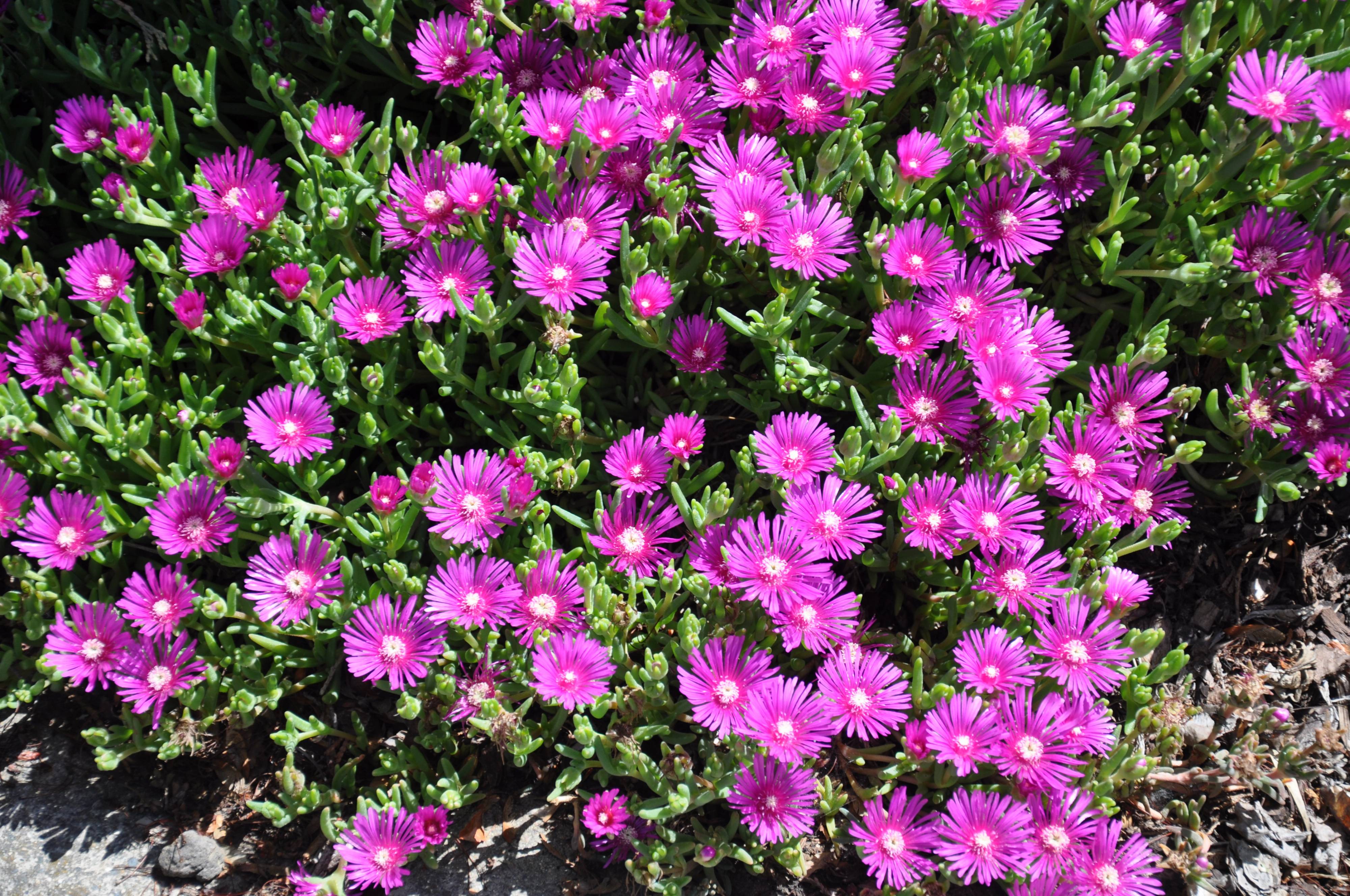 Drosanthemum floribundum