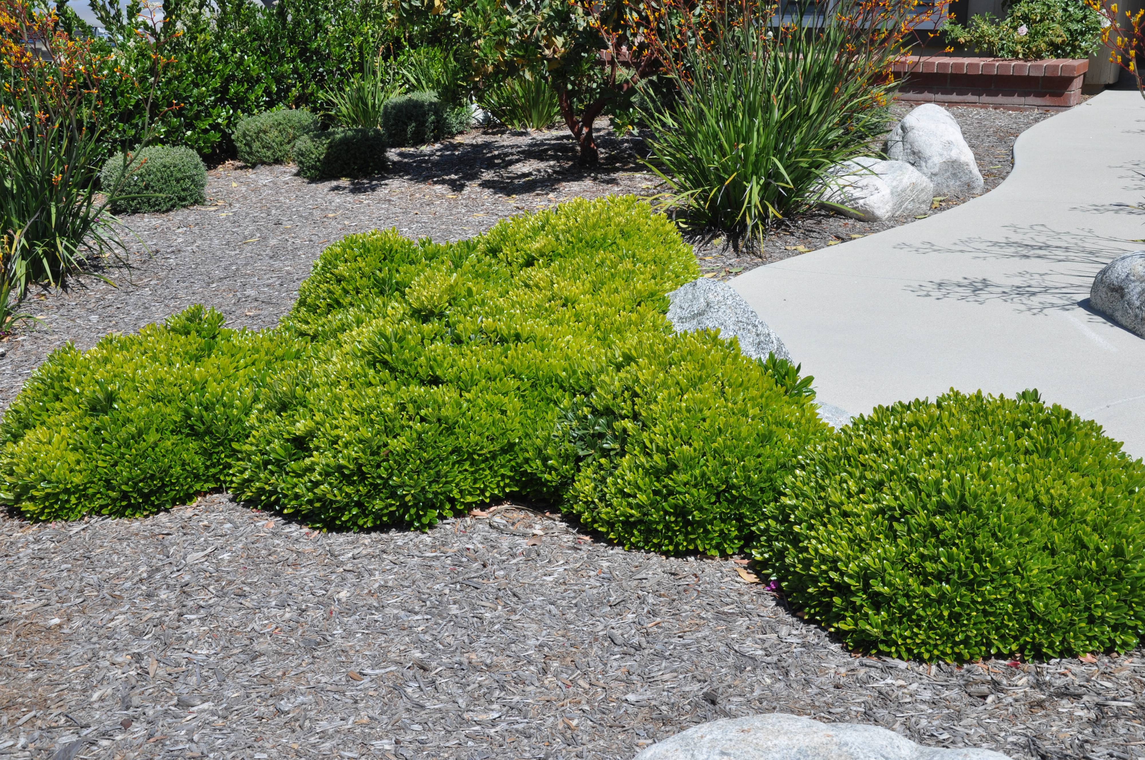 Pittosporum tobira 'Wheeler's Dwarf'