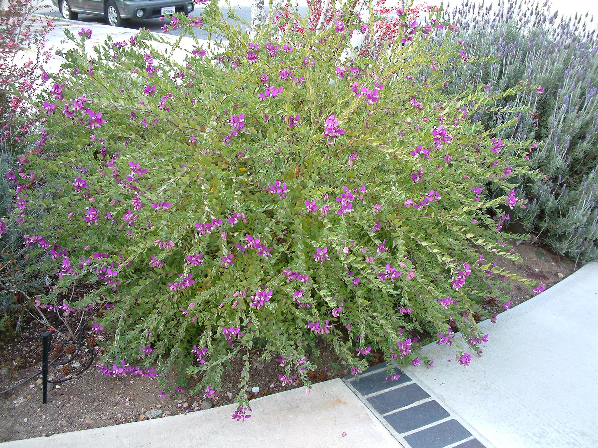 Polygala X dalmaisiana. evergreen, continuous flowering Plantas, Compacto