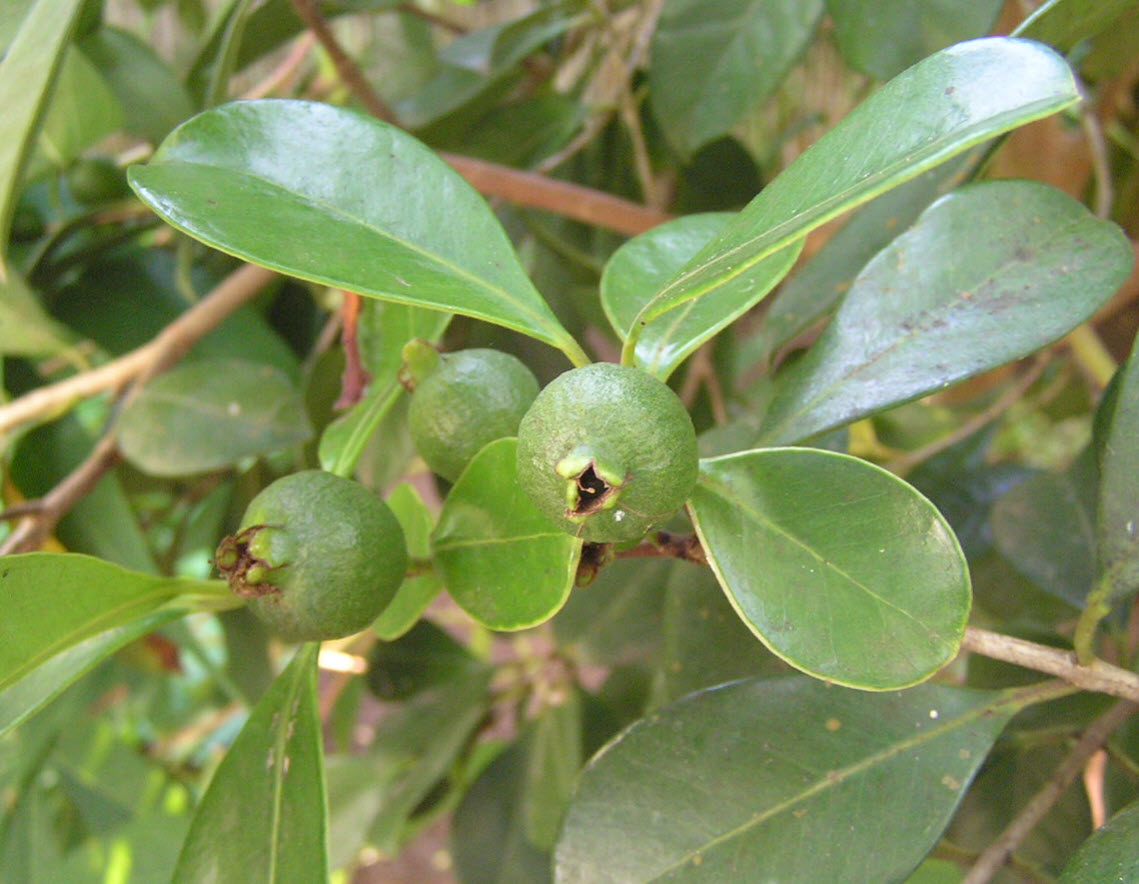 Average Interest Rate >> Psidium cattleianum Average Interest Rate >> Psidium cattleianum