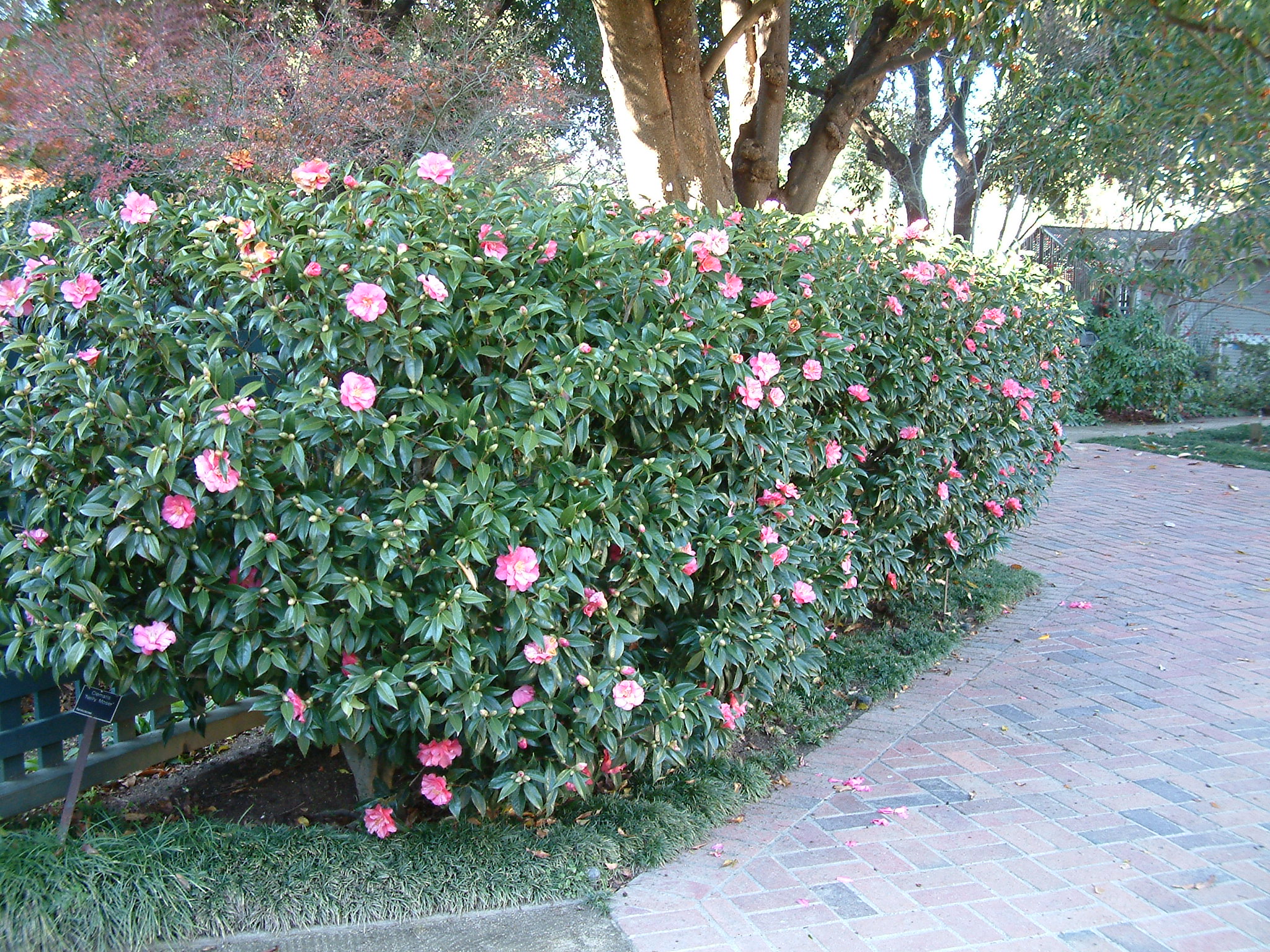 camellia-sasanqua