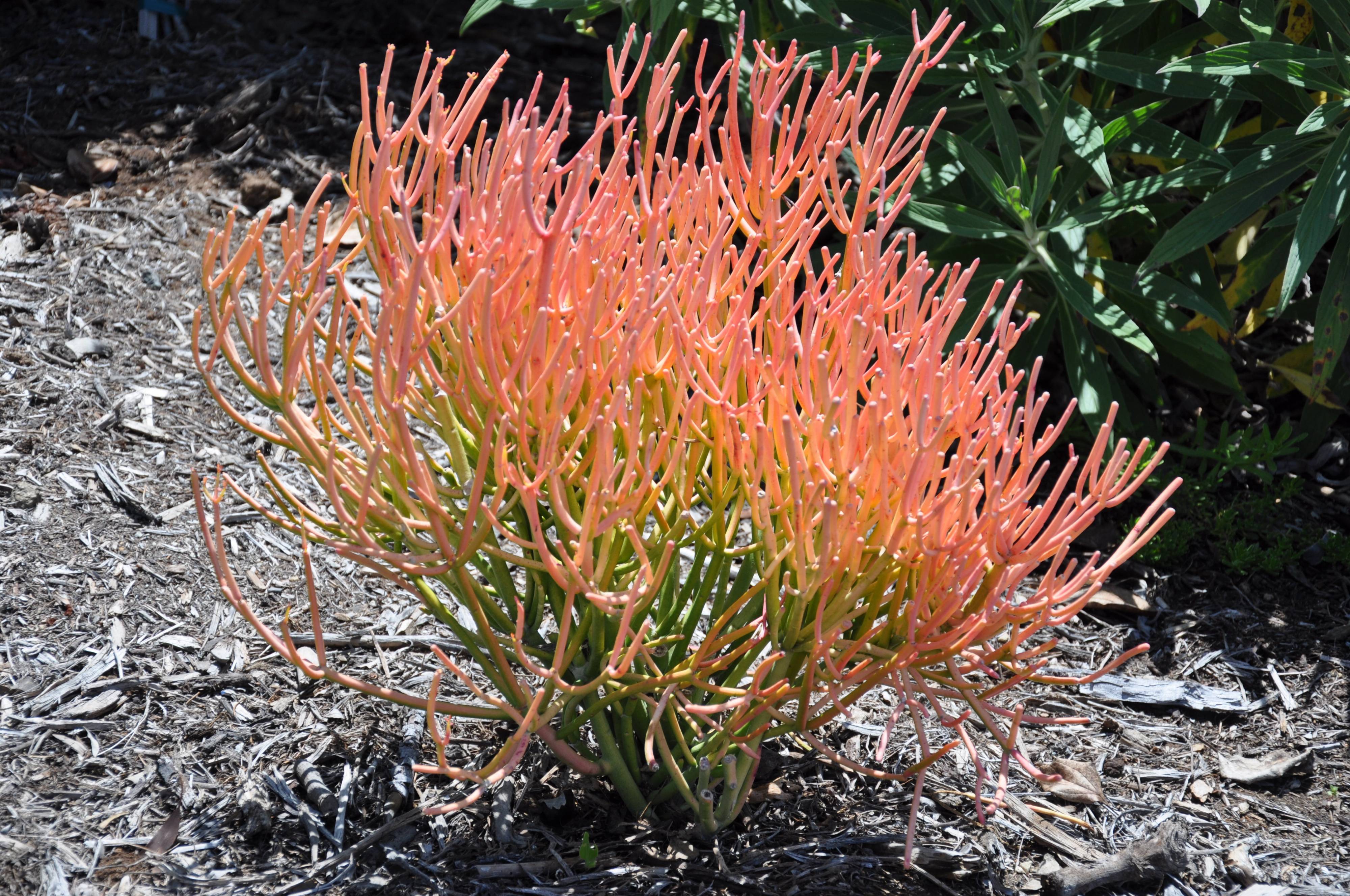 Euphorbia tirucalli 'Sticks on Fire'