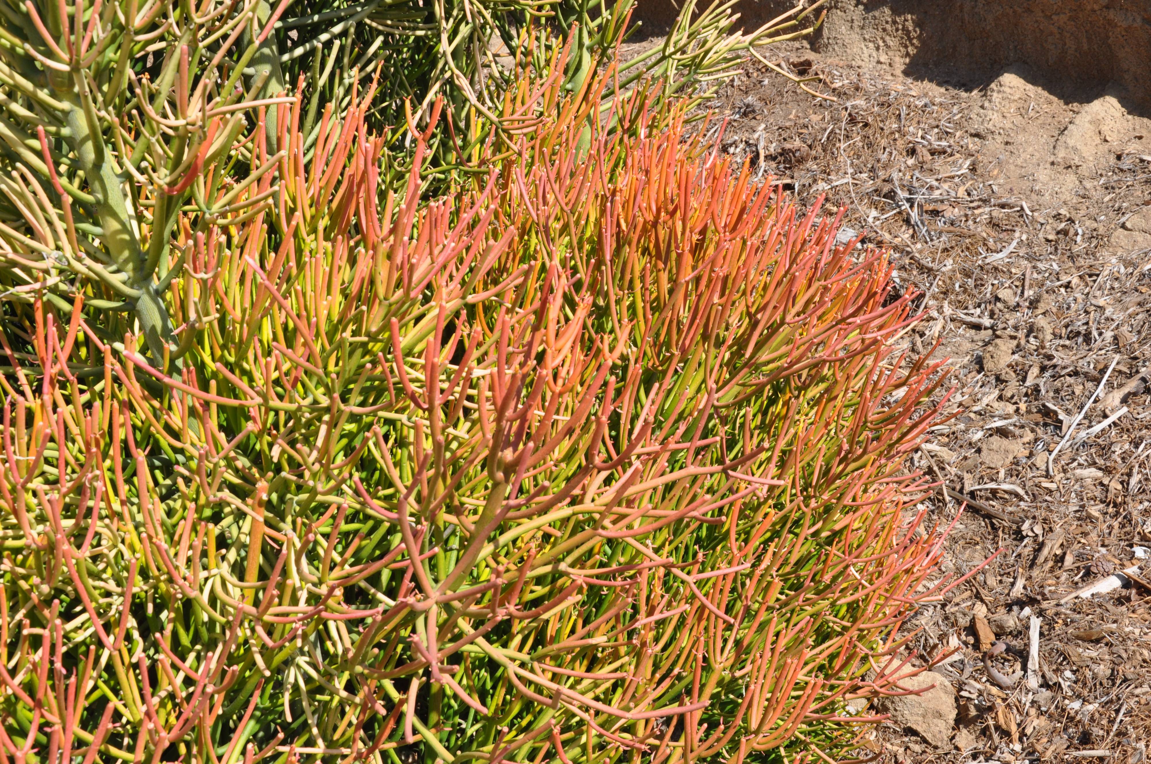 Euphorbia tirucalli 'Sticks on Fire'