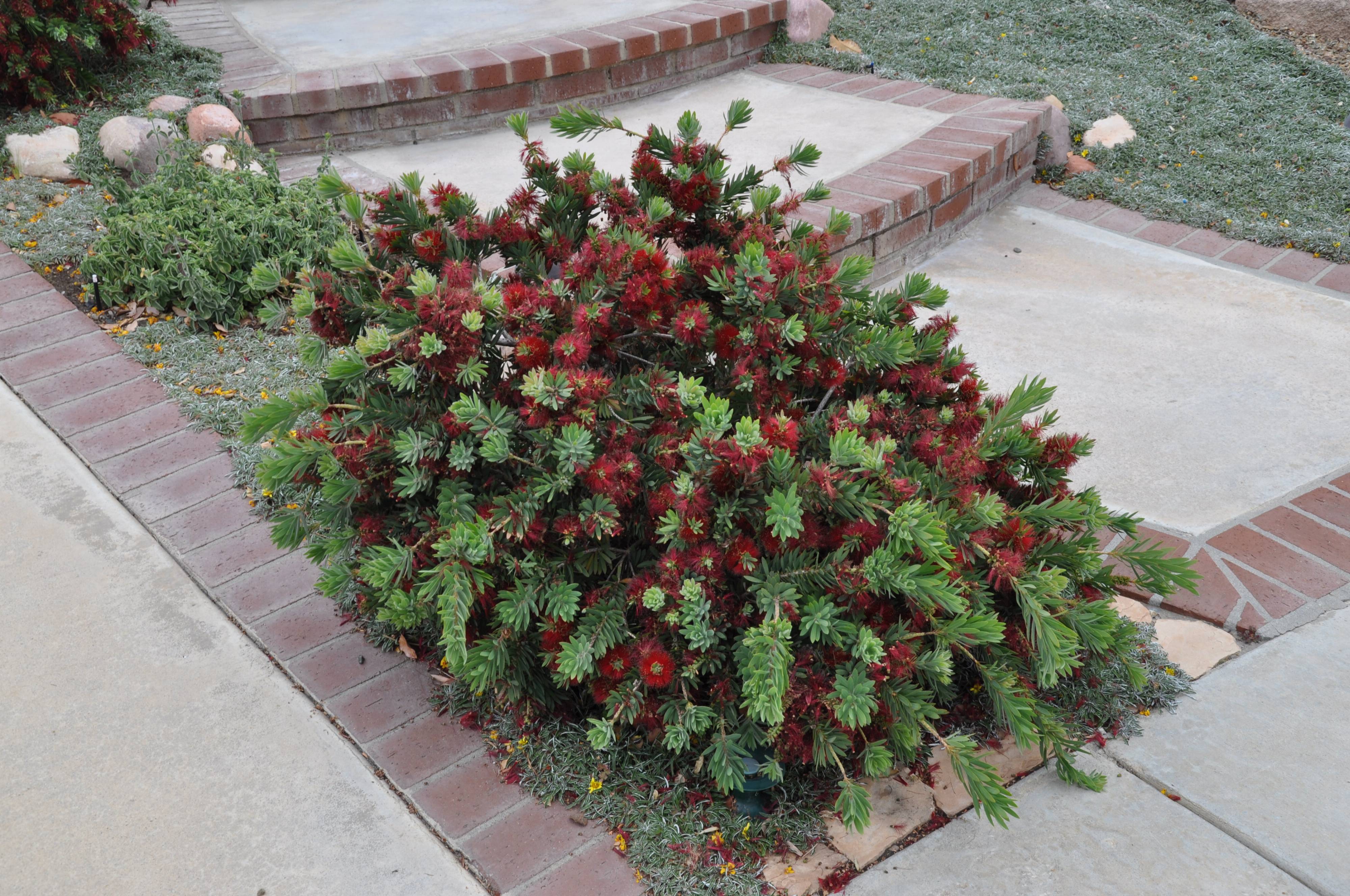 Callistemon X viminalis �Little John�