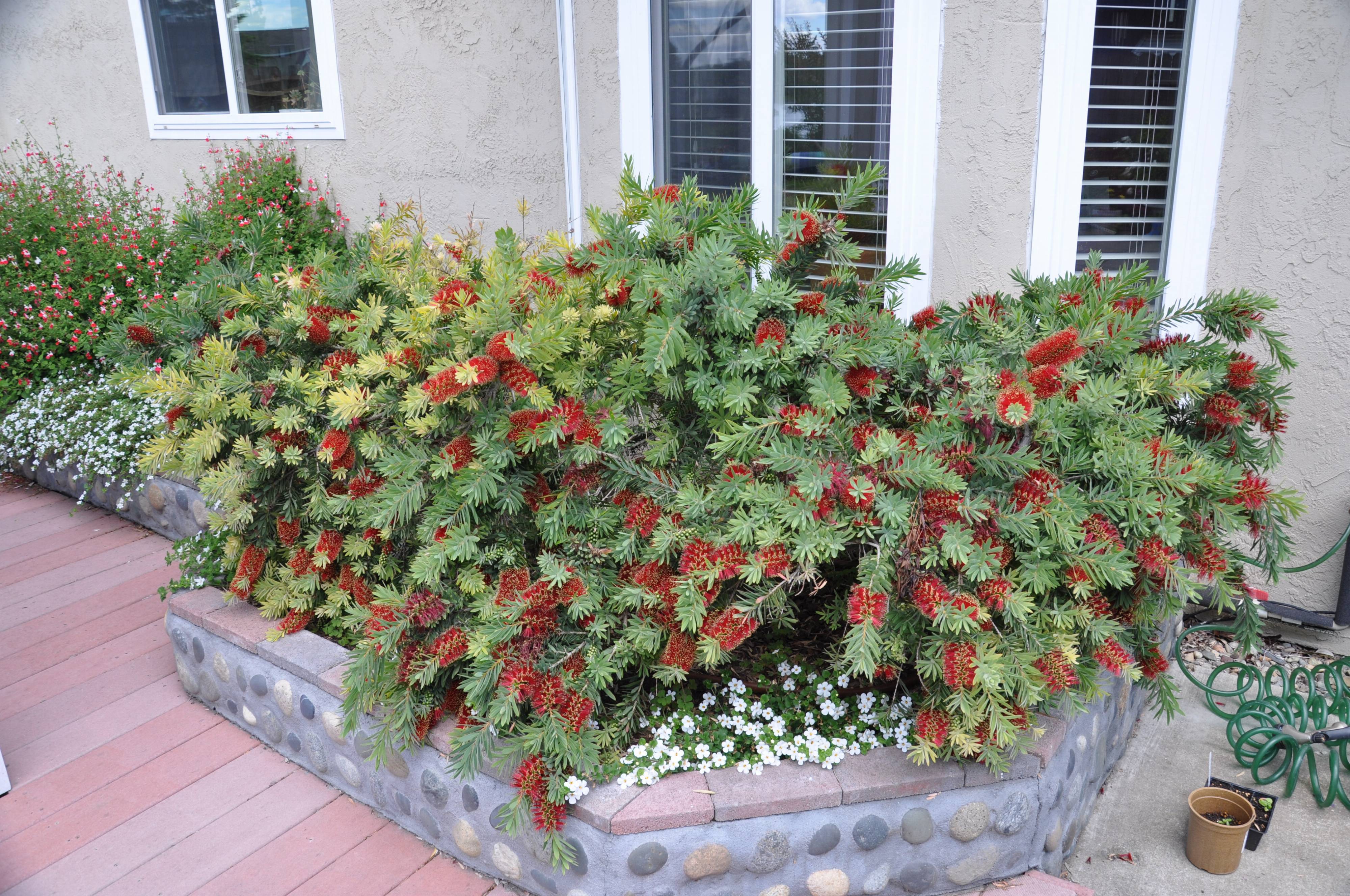 Callistemon X viminalis �Little John�